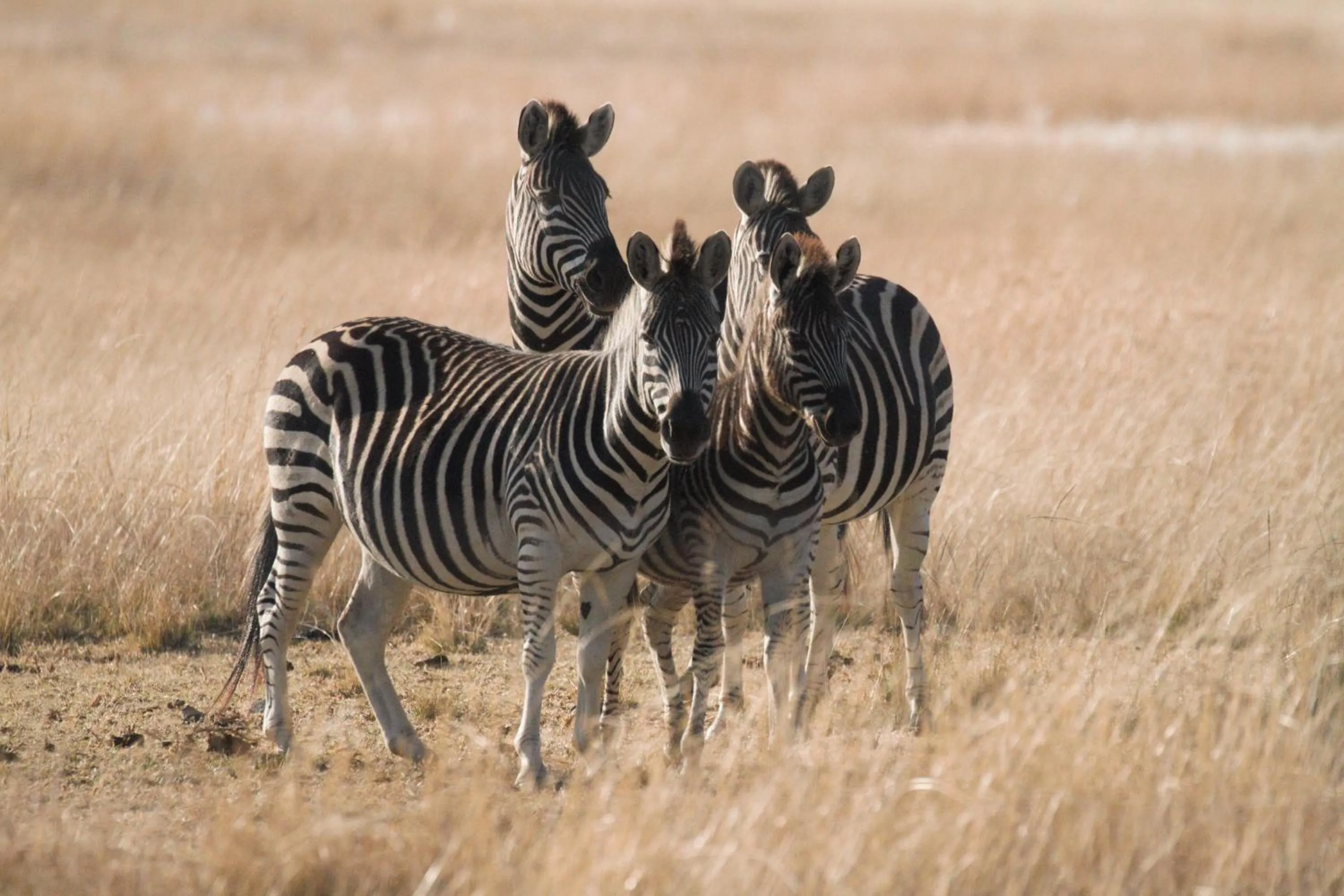 Property building in Grasslands Conference and Wedding Venue