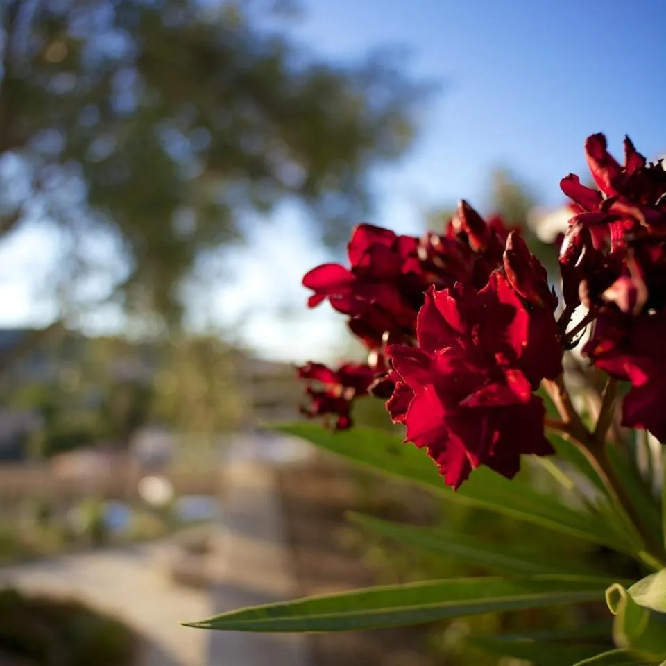 Garden in Résidence Le Clos Saint Paul