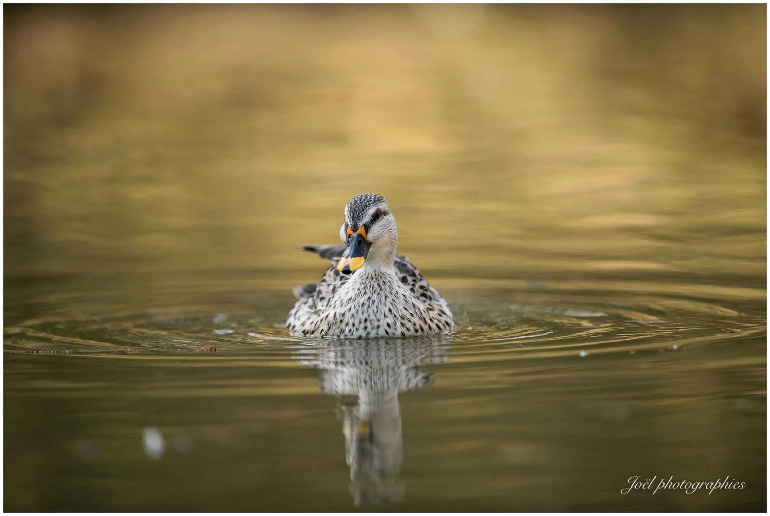 Day in Chambre d'hôtes du Moulin de Landonvillers