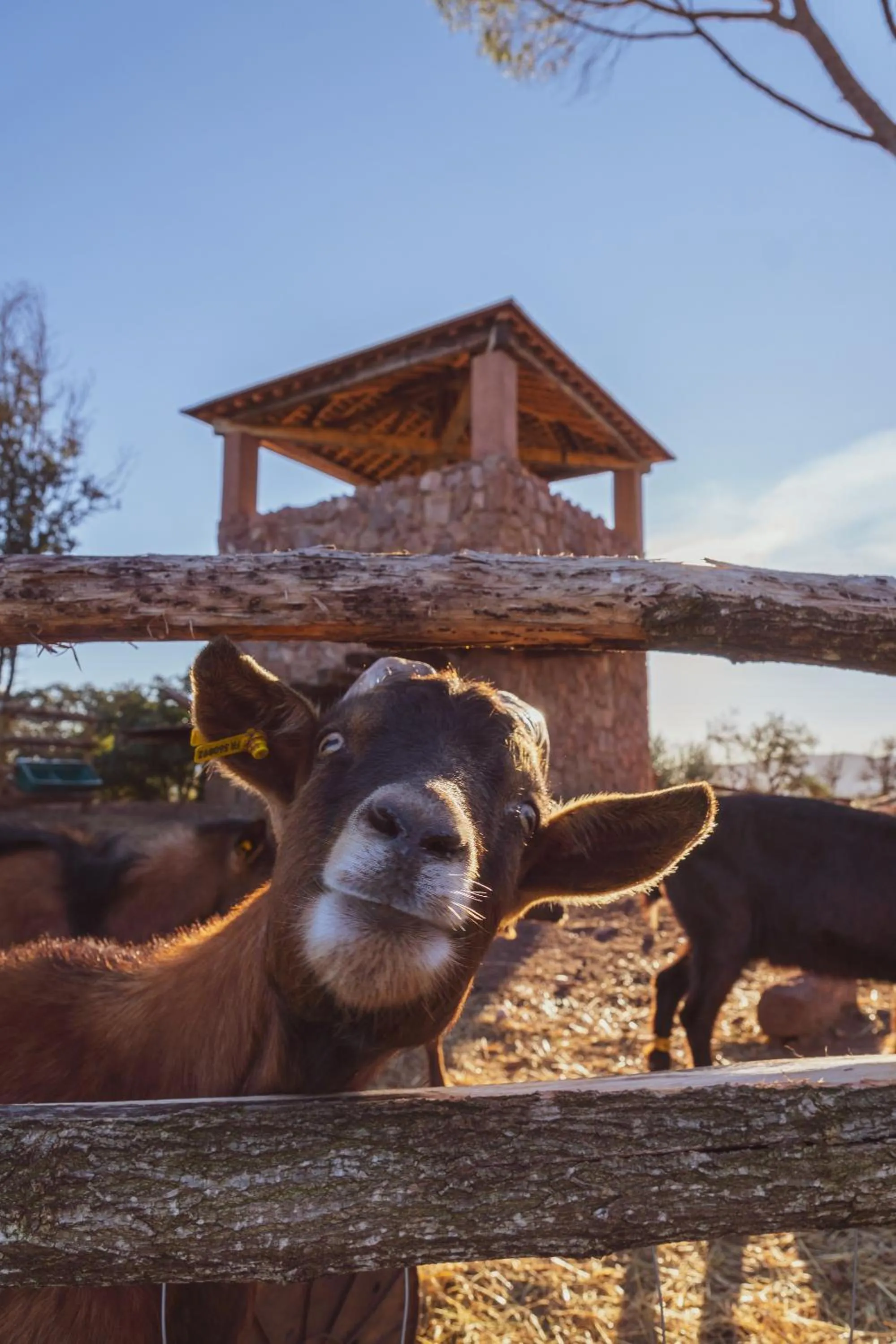 Day in Château Saint Roux Le Luc-Le Cannet des Maures