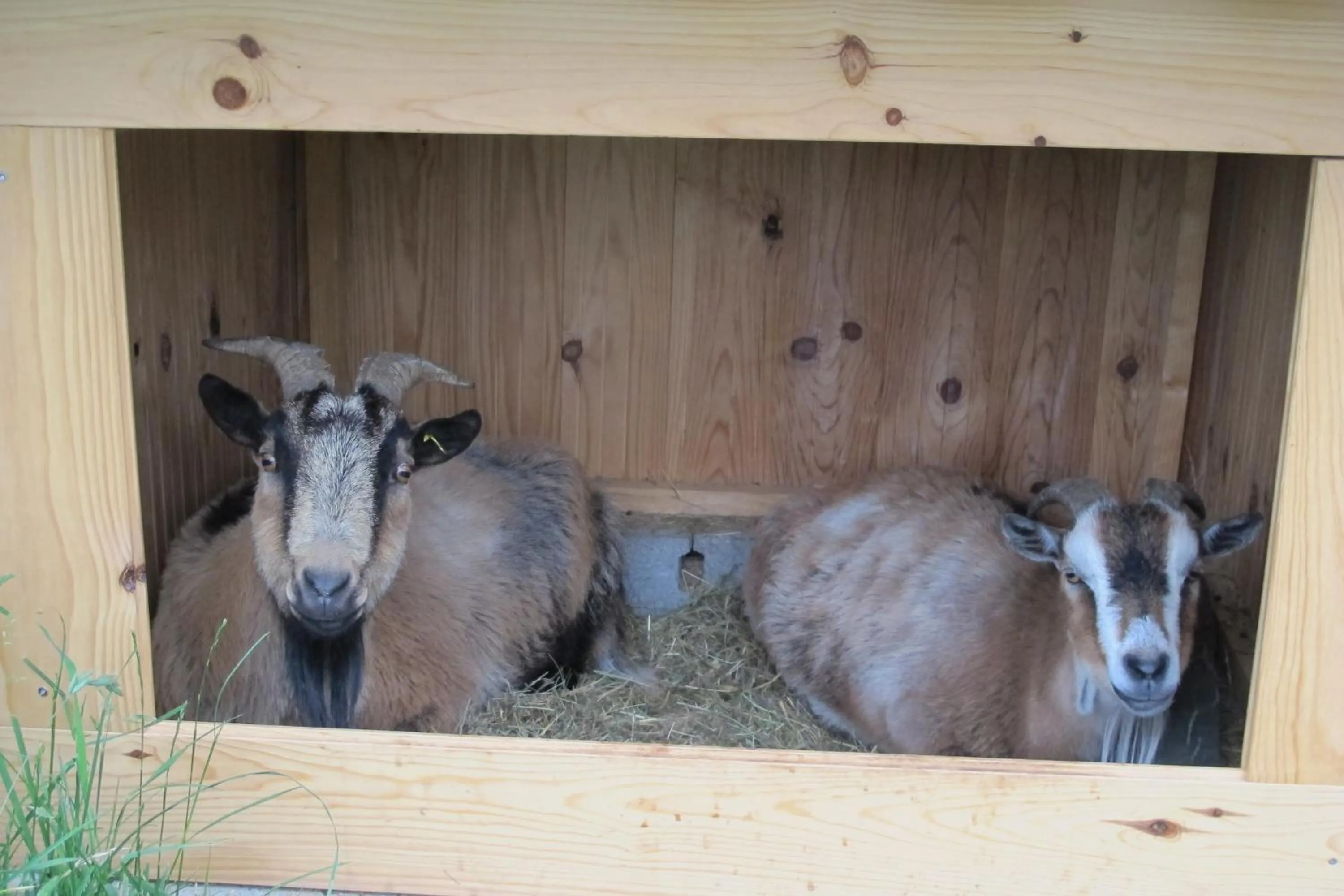 Pets in le Corral chambre d'hôte