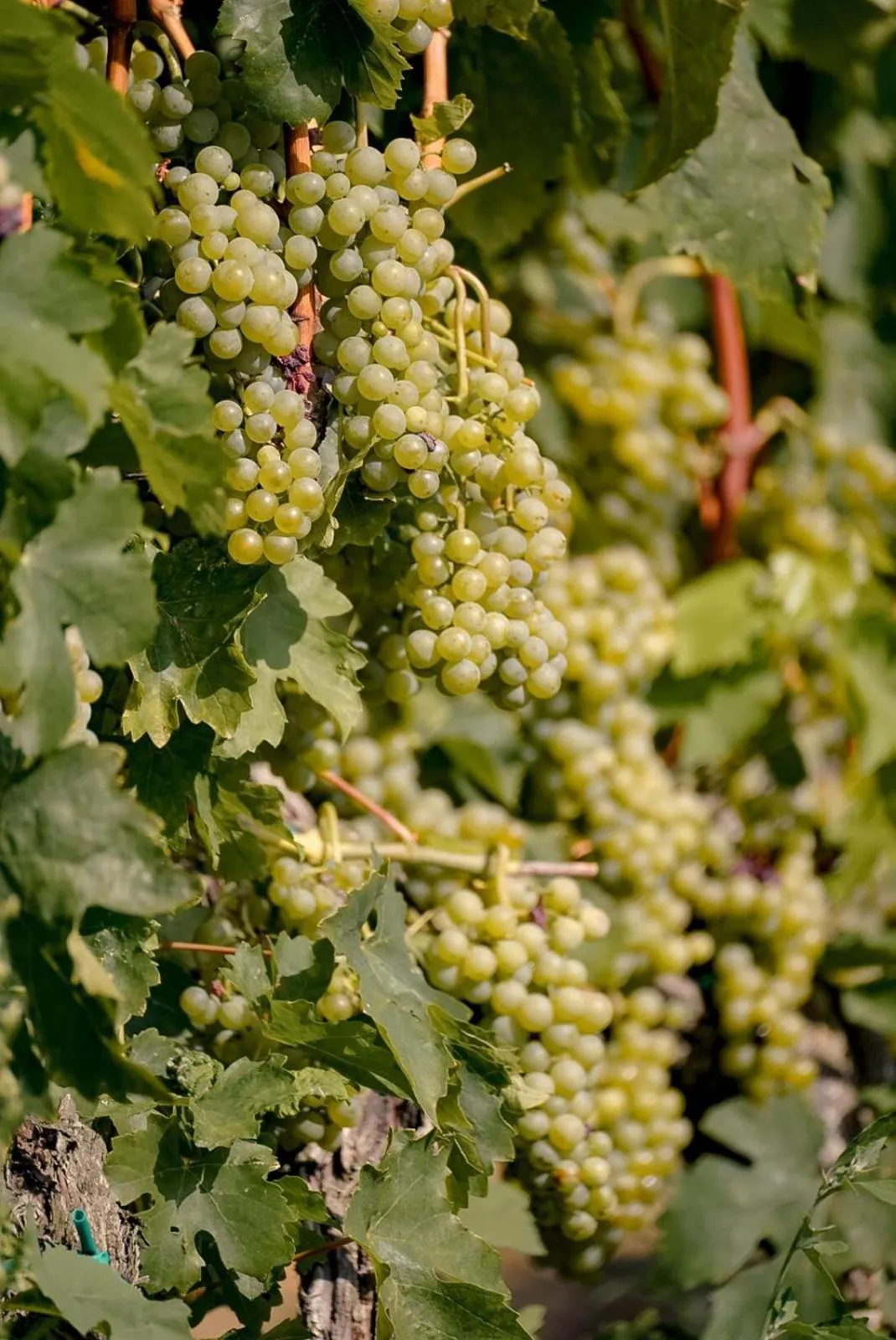 Garden in Wine Residence Cattunar