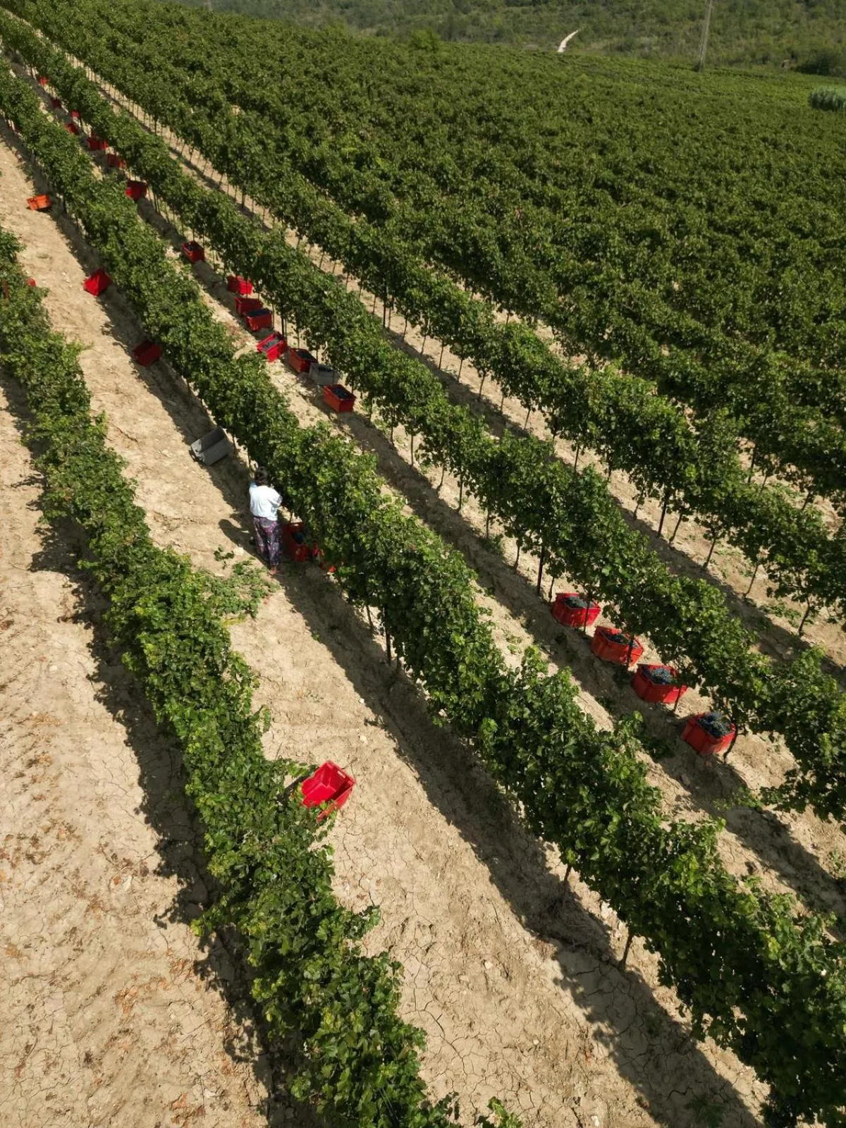 Garden in Wine Residence Cattunar