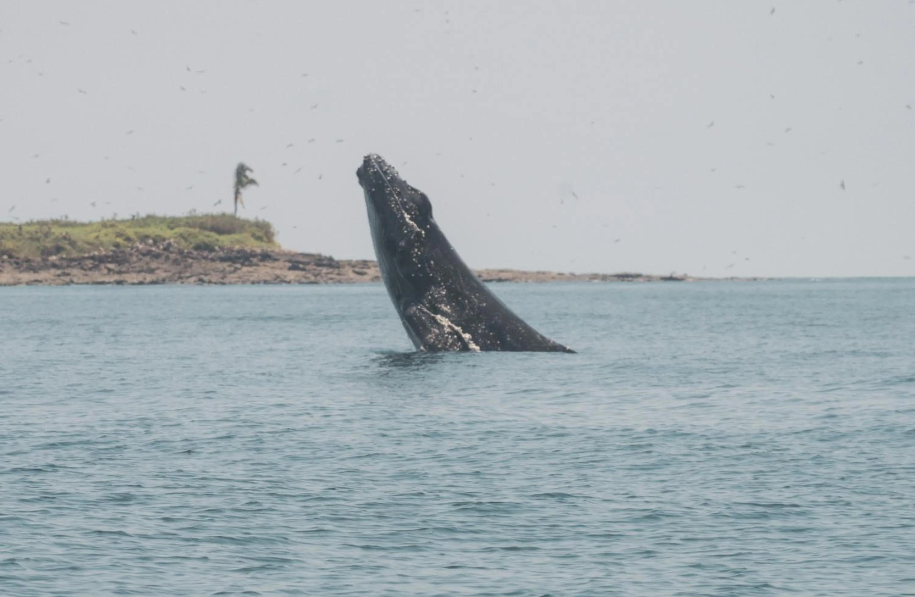 Activities in Hotel Pedasí Nature Paradise