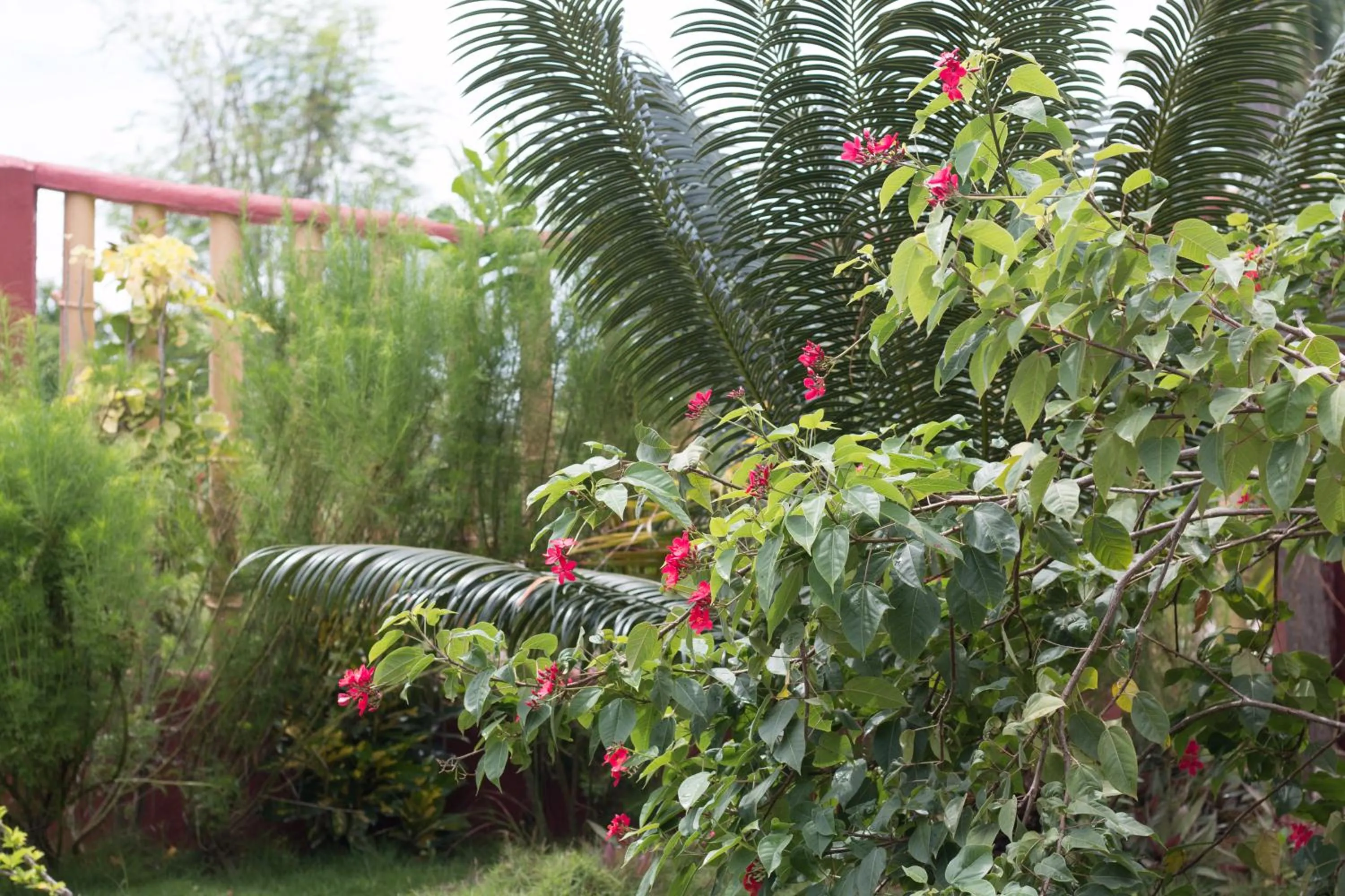 Garden in Moonlight Resort