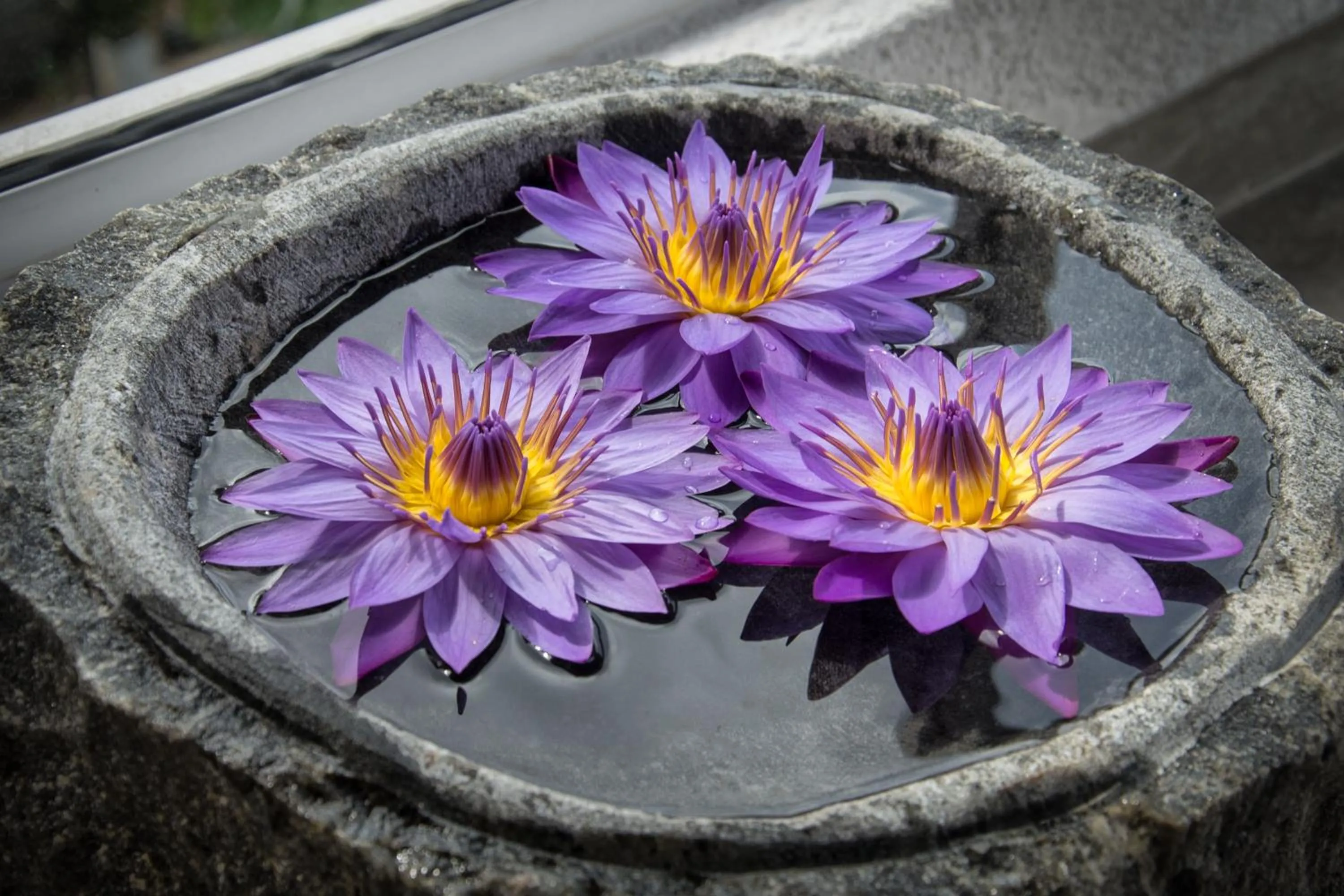 Other in Kandy Victoria Eco Resort