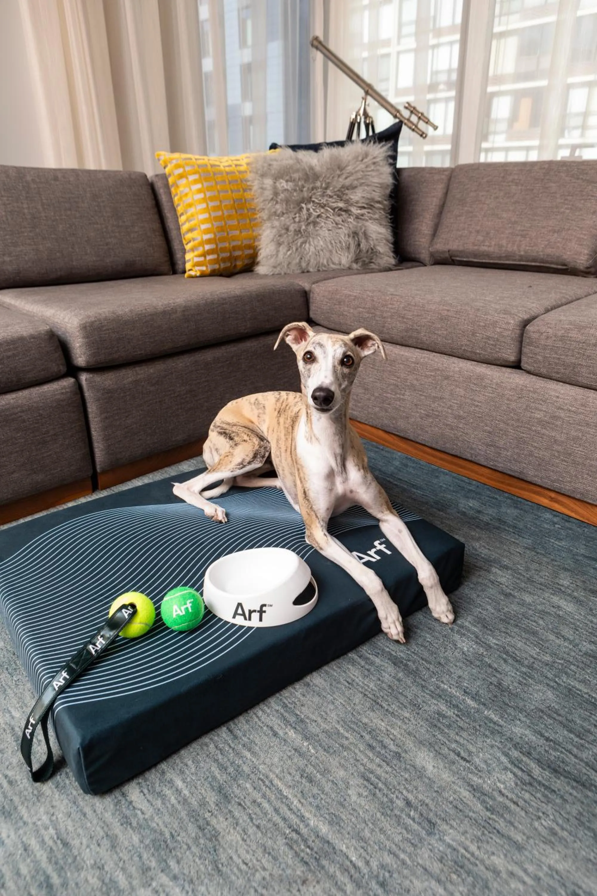 pet friendly in Aloft Chicago Mag Mile