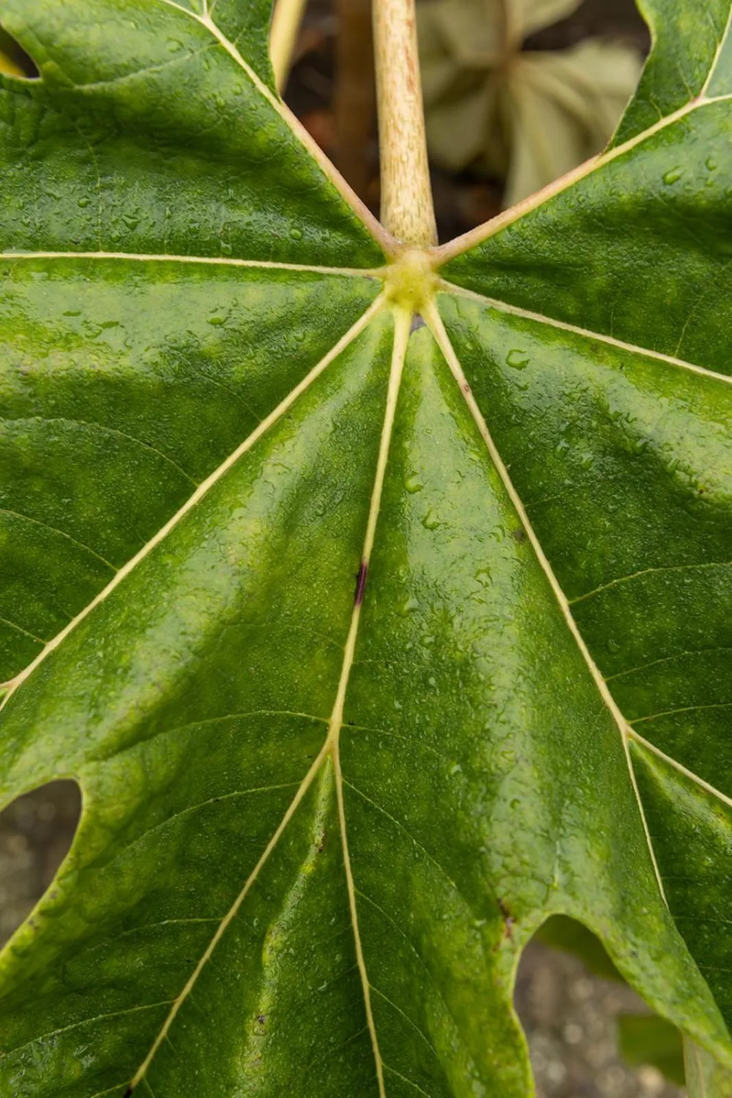 Garden in De oude slaght- luxe suite met buitensauna