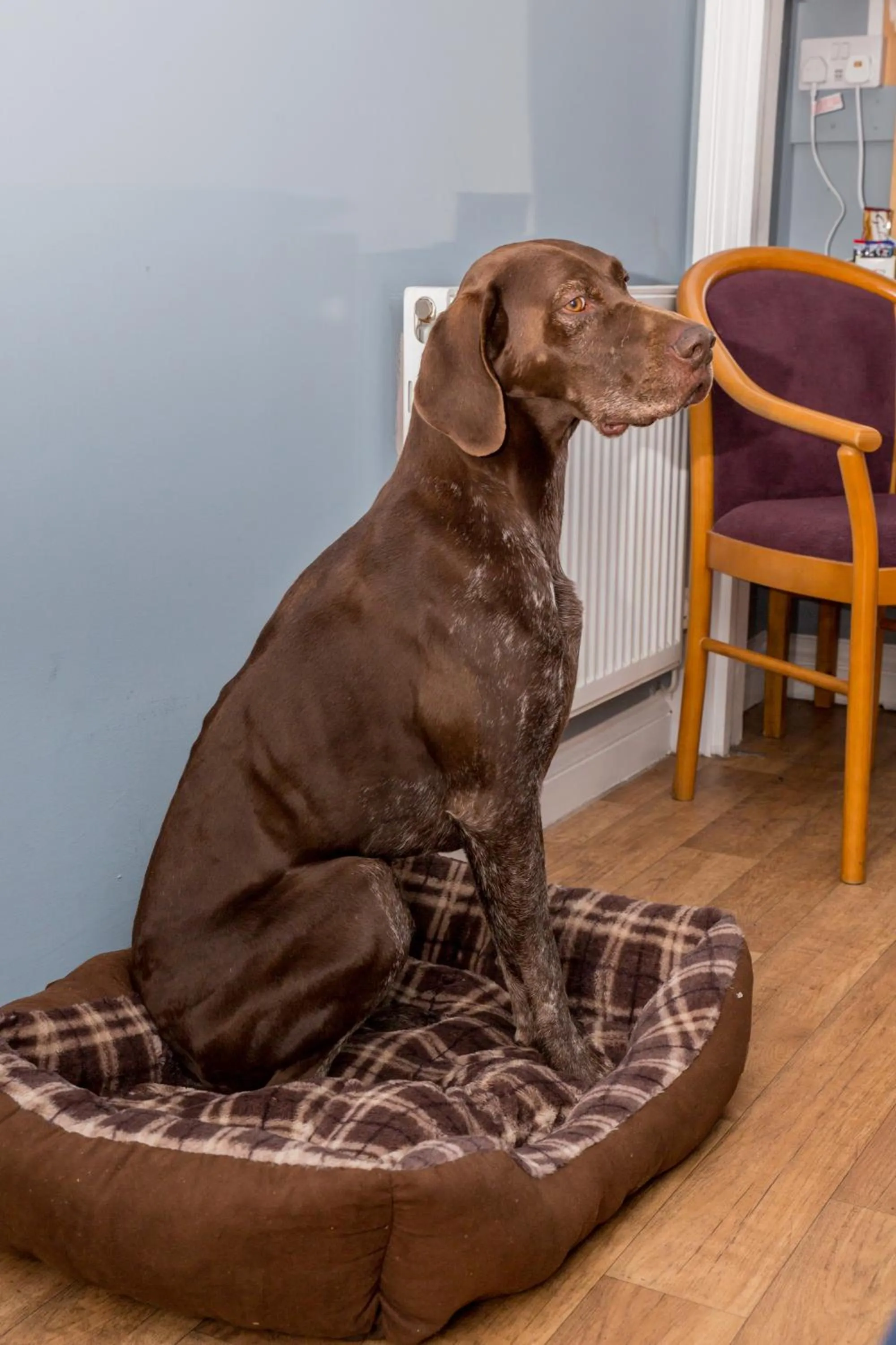 Pets in The Farmers Boy Inn Guest House