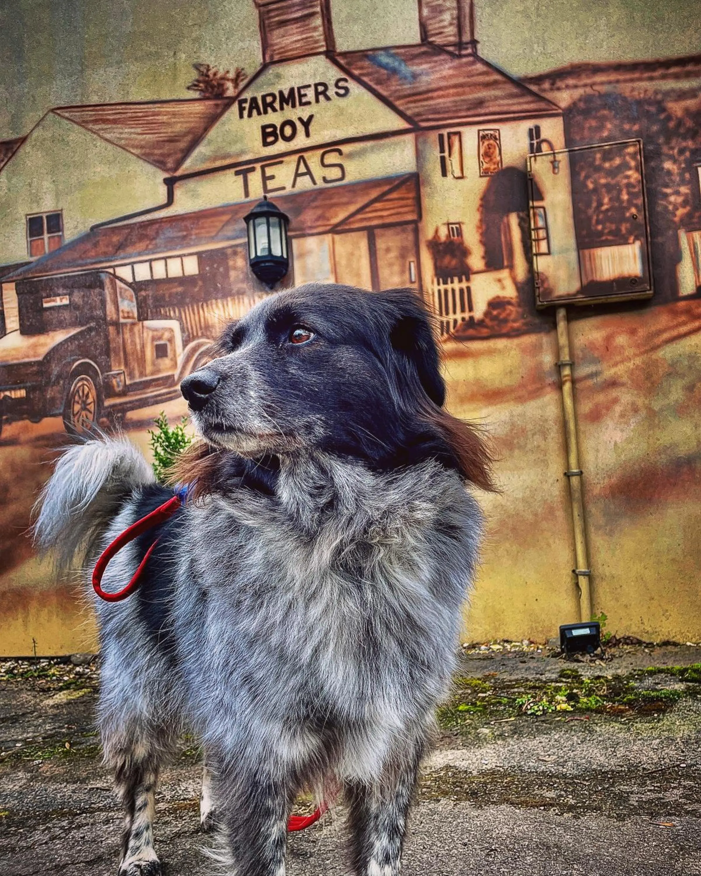 pet friendly in The Farmers Boy Inn Guest House