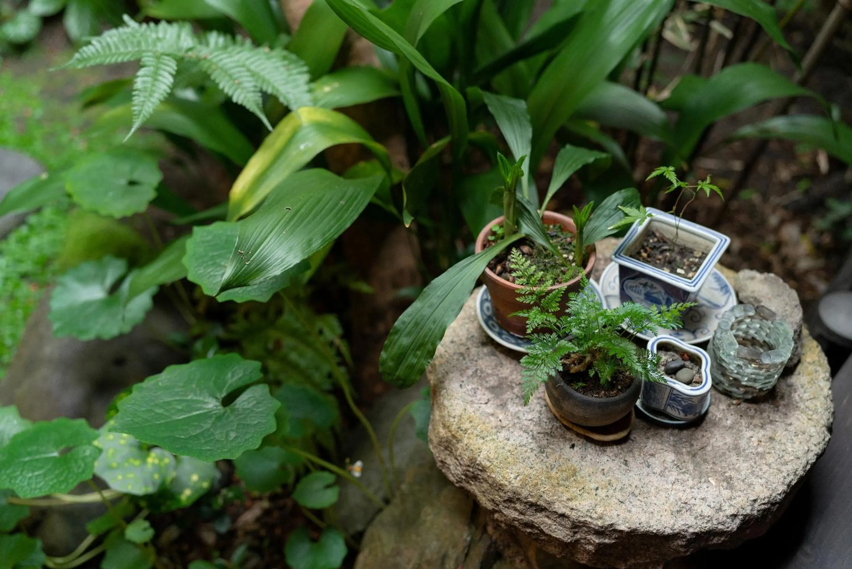Garden in Guest House Waraku-An