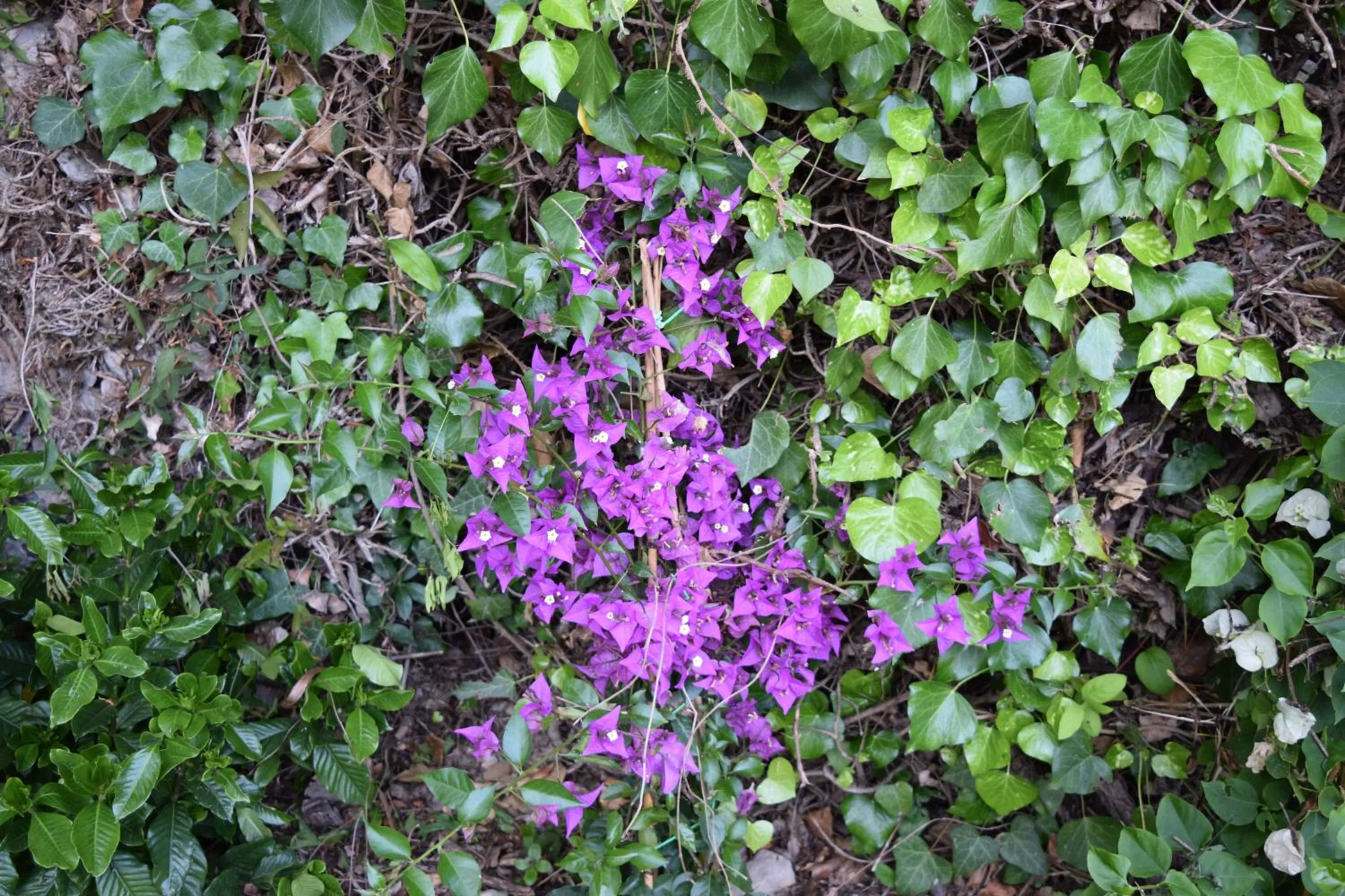 Garden in Villa Il Respiro