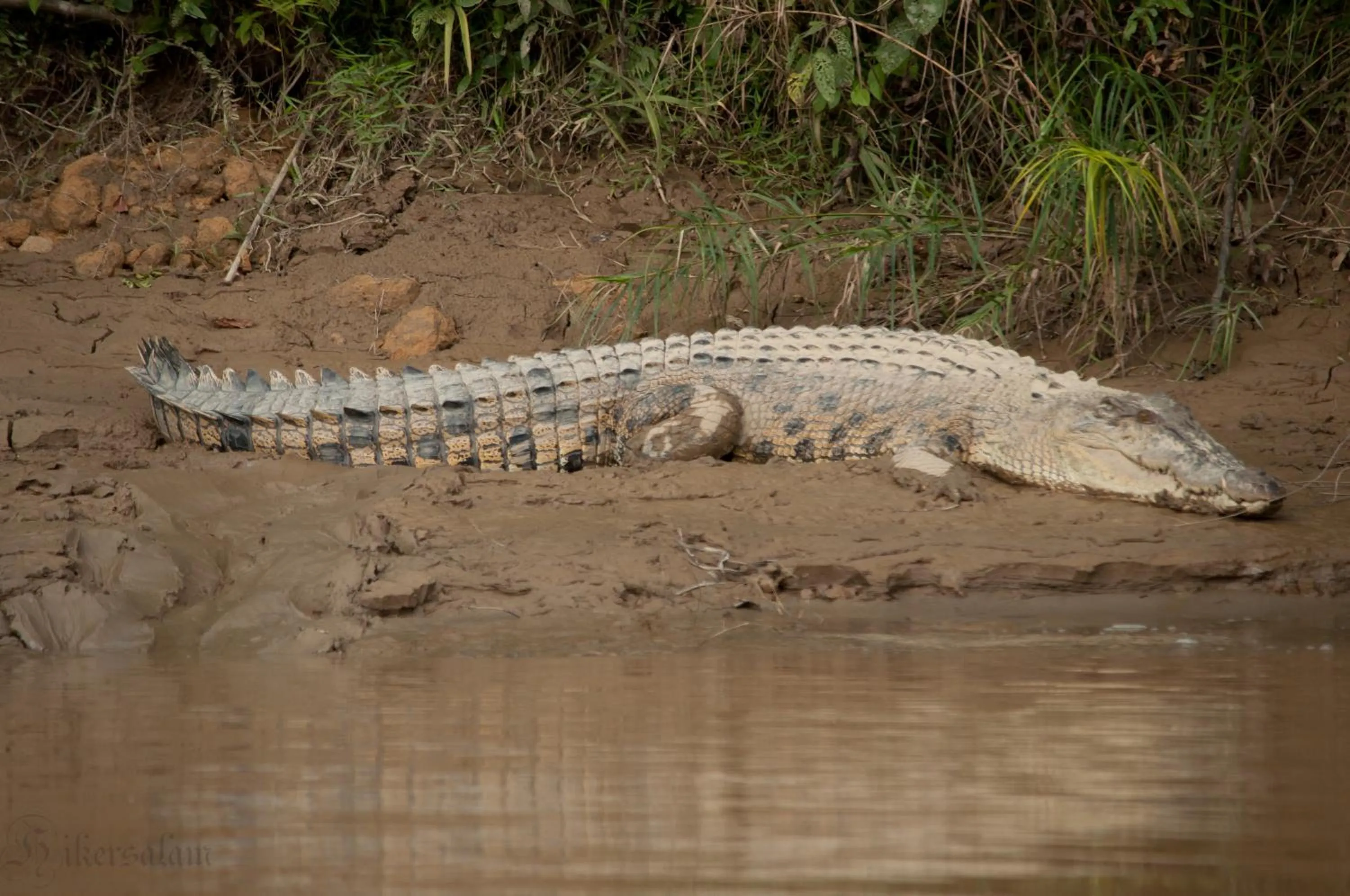 Animals in Borneo Nature Lodge