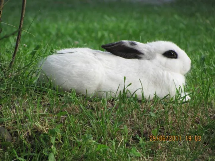 Pets in Hotel Mair Am Bach