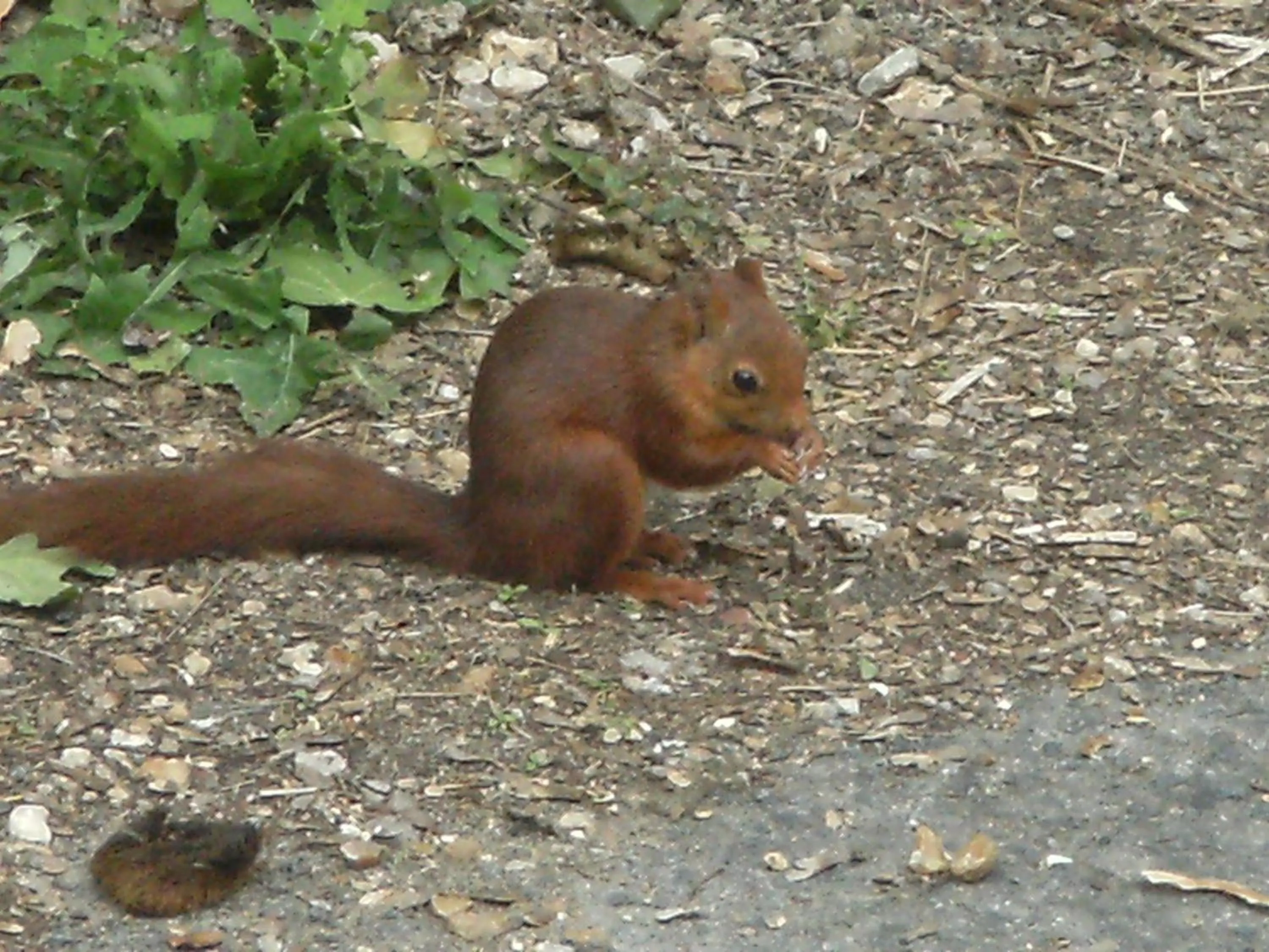Animals in Chambres d'hotes du Port Gautier