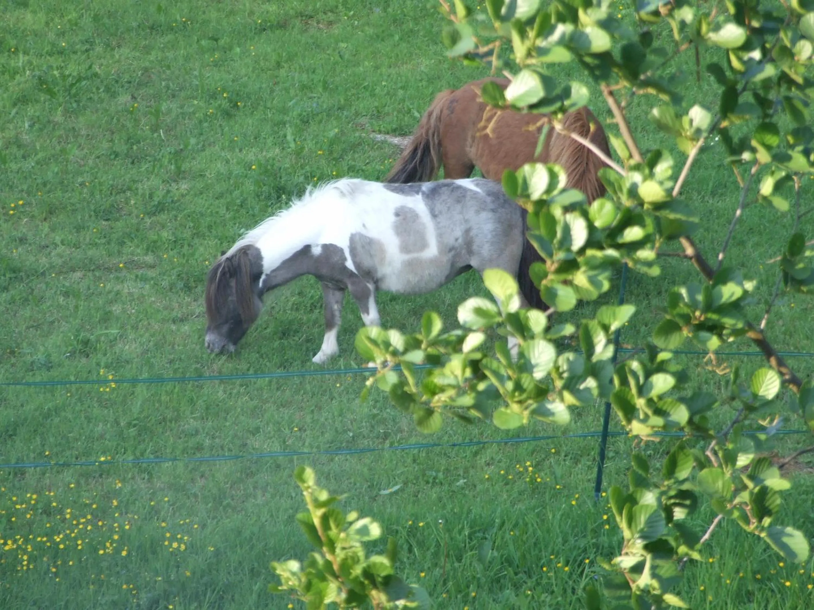 Animals in Chambres d'hotes du Port Gautier