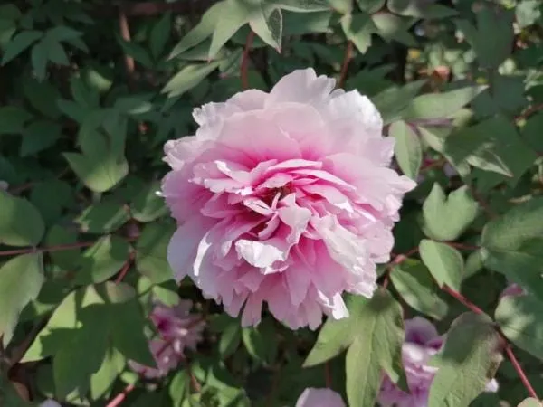 Garden in B&B Il Glicine