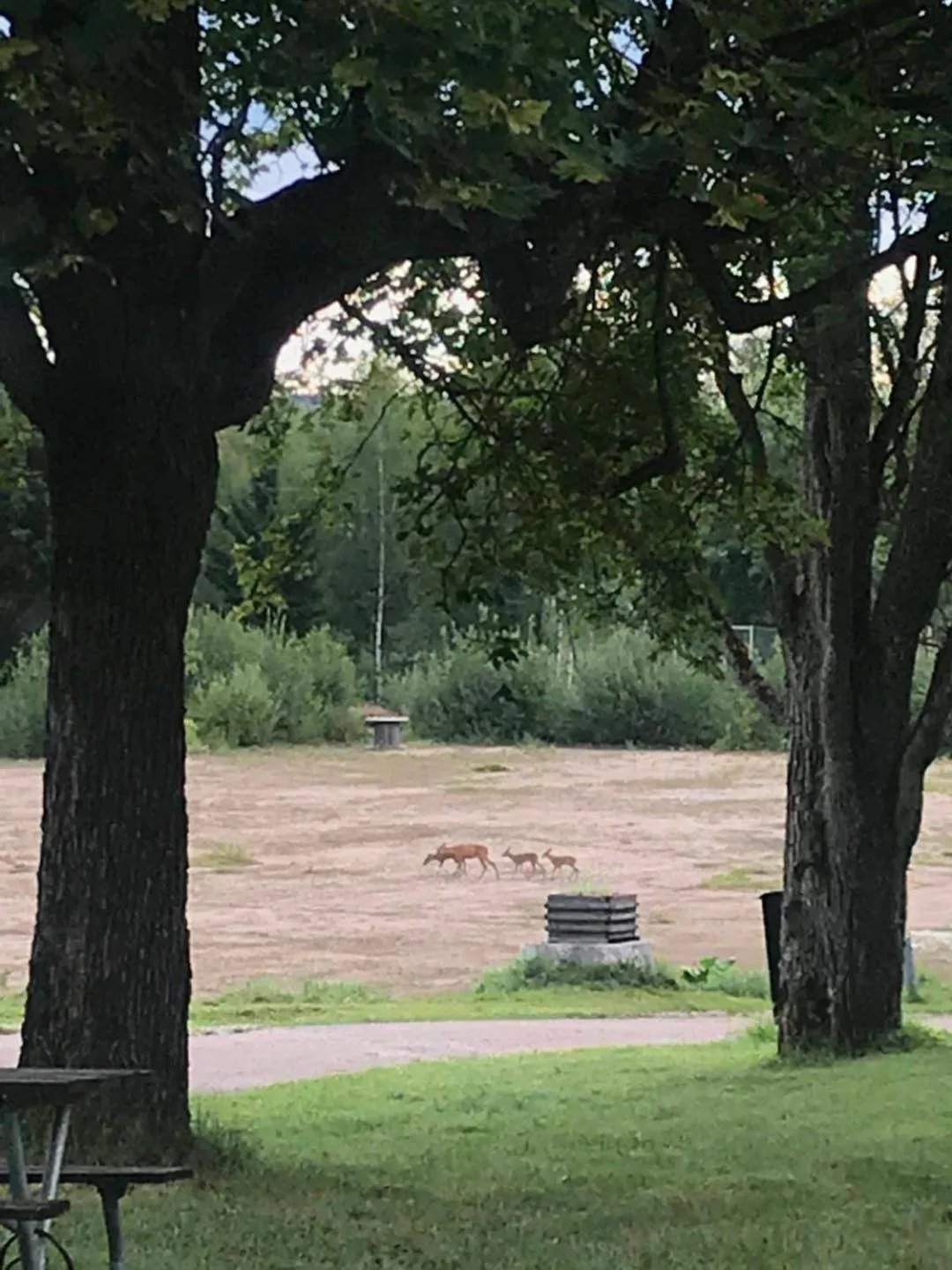 Animals in Klackbergsgården