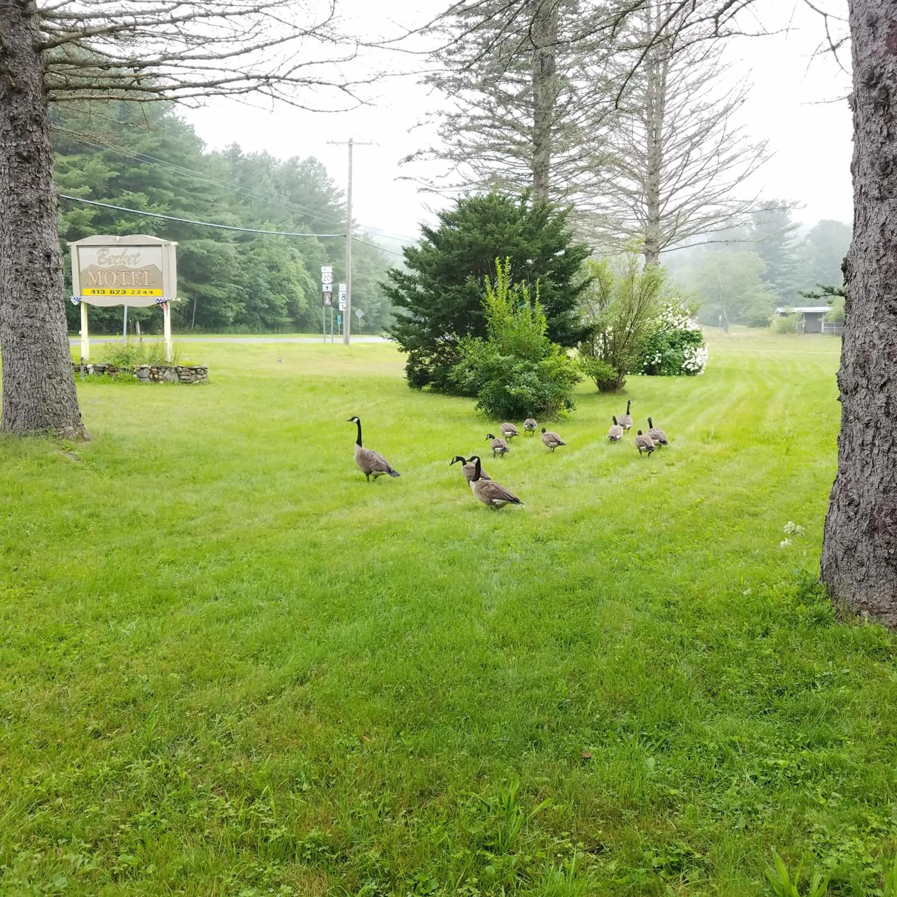 Garden in The becket Motel