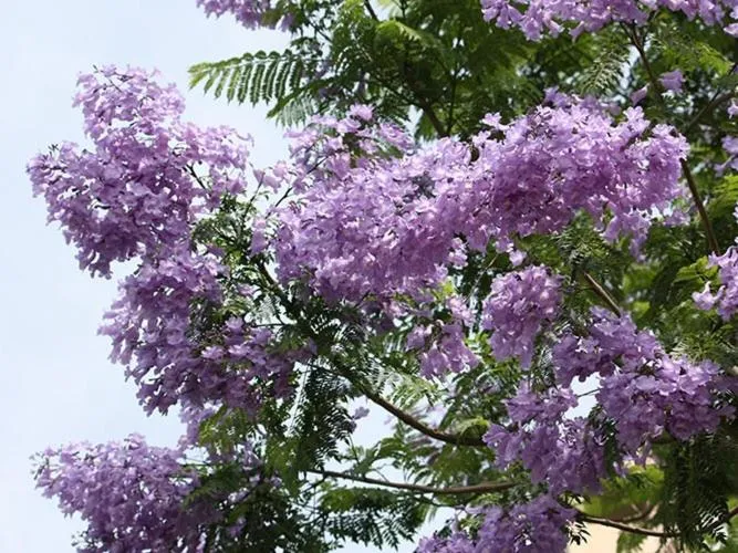 Atami Ikyuan 熱海一休庵