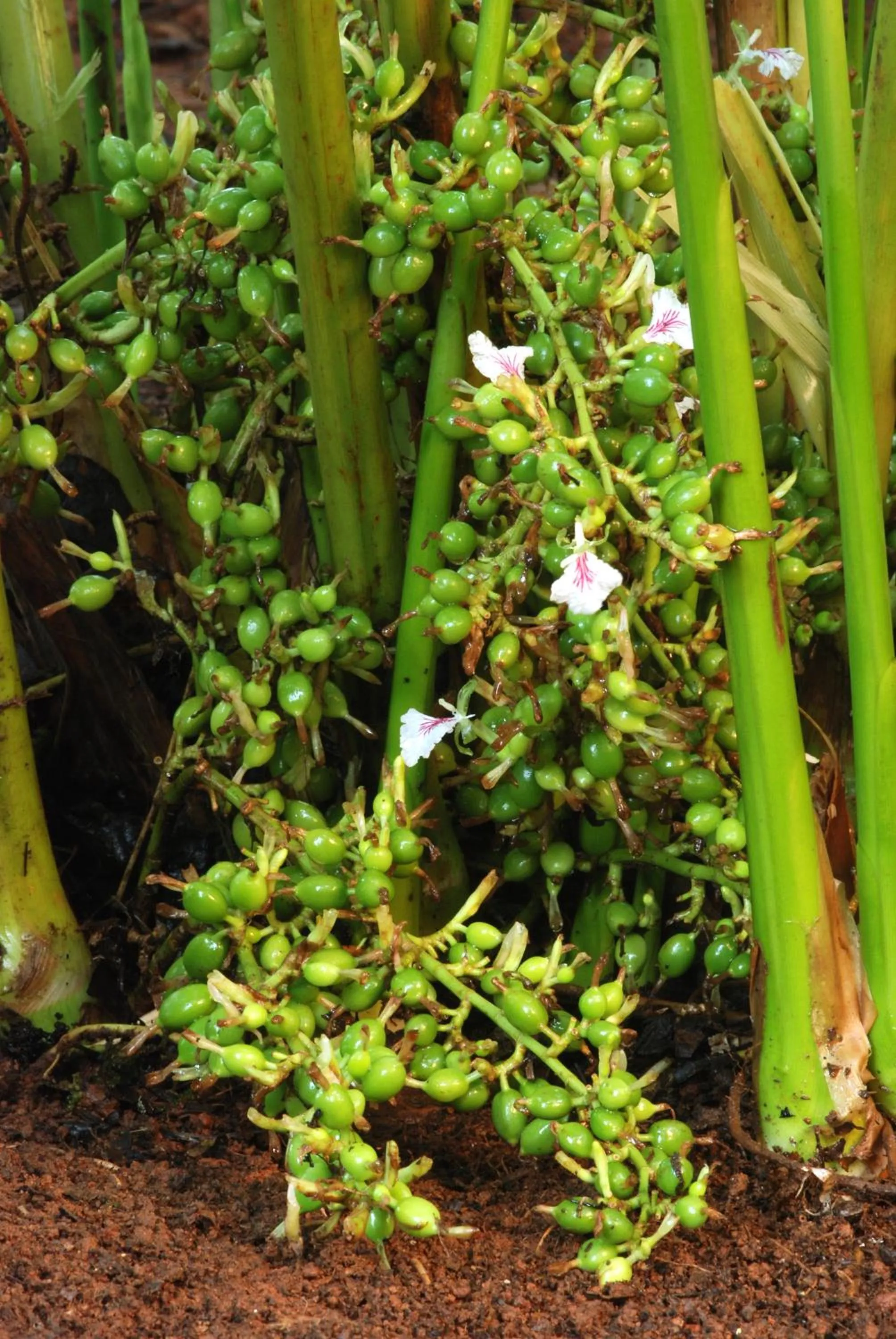 Other in Elysium Garden