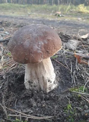 Pałac Myśliwski w Antoninie