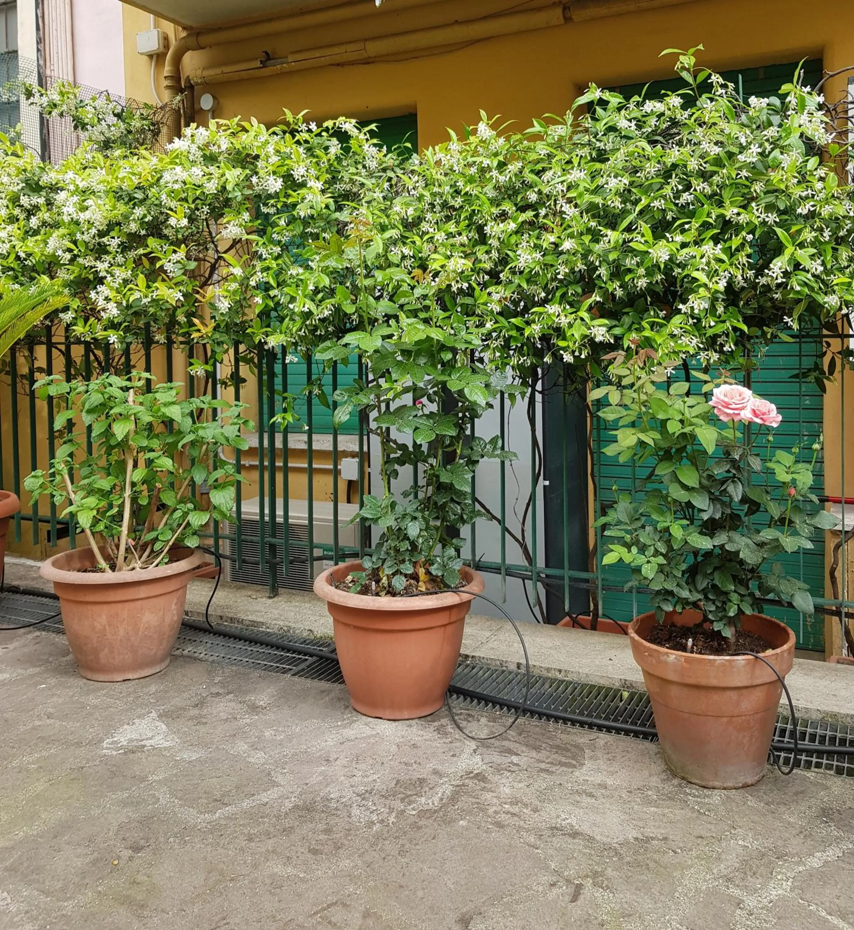 Spring in Jubilee 3 Luxury apartment in Rome Vatican