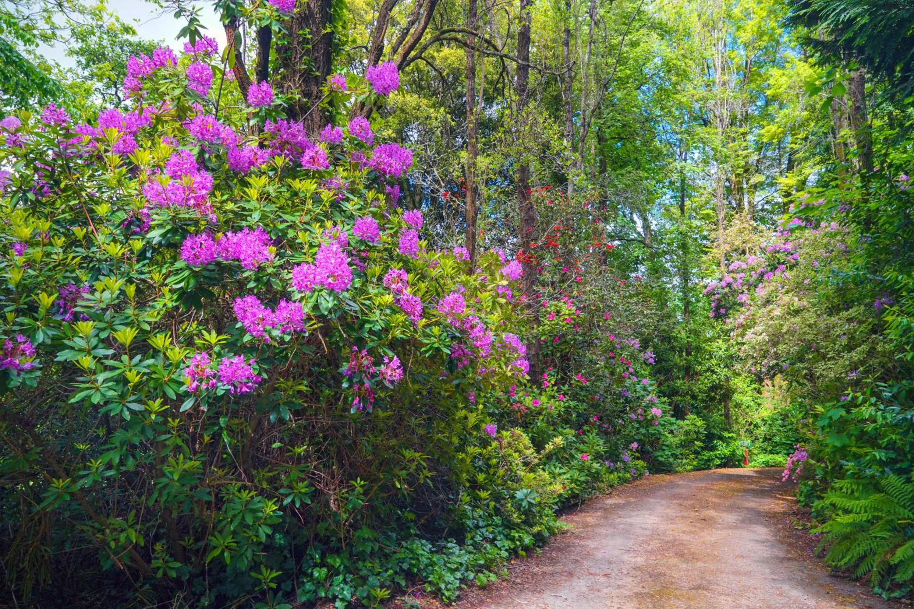 Arnica Views Summit Retreat