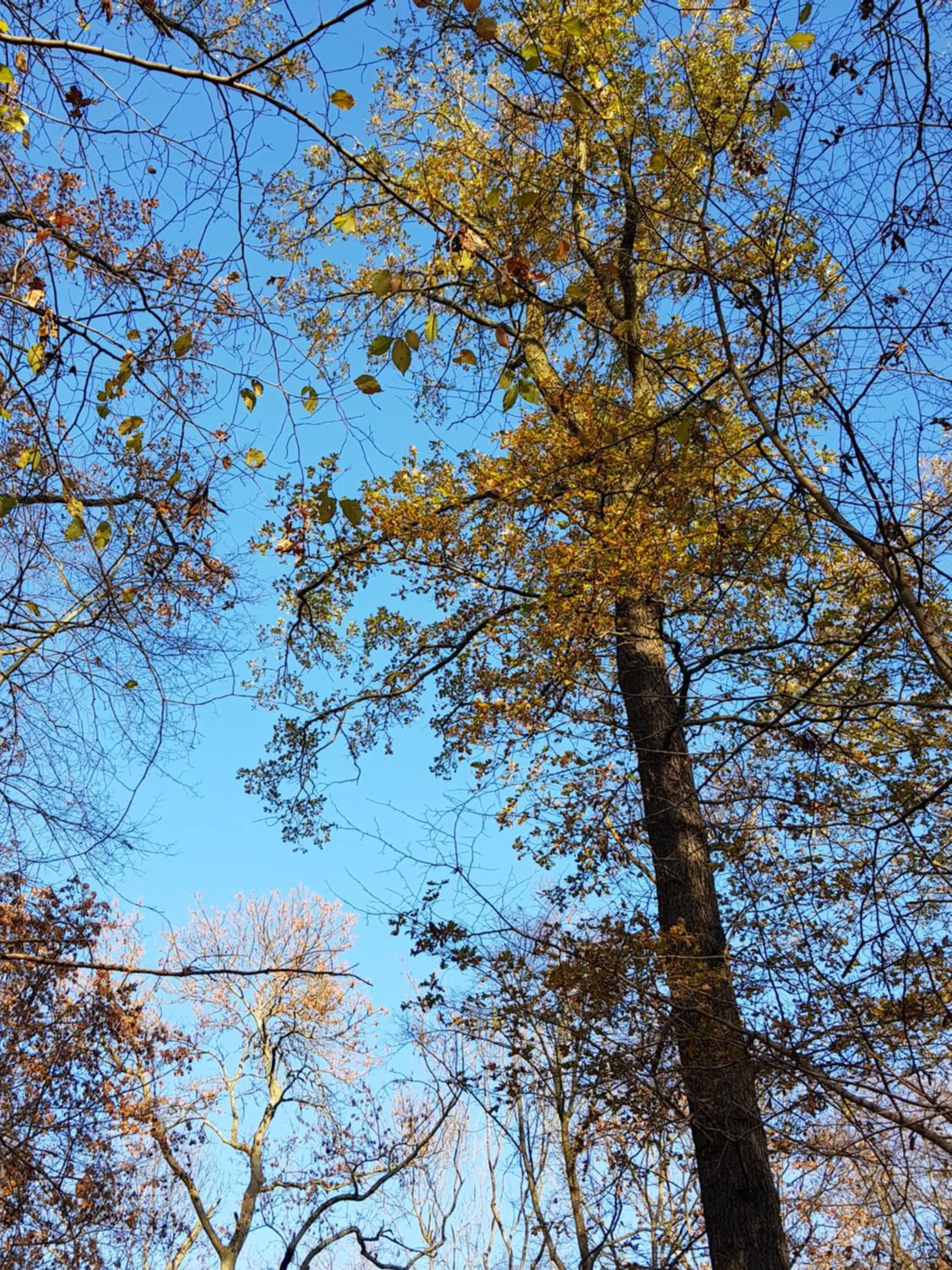 Other in Auenwald Hotel und Apartmenthaus