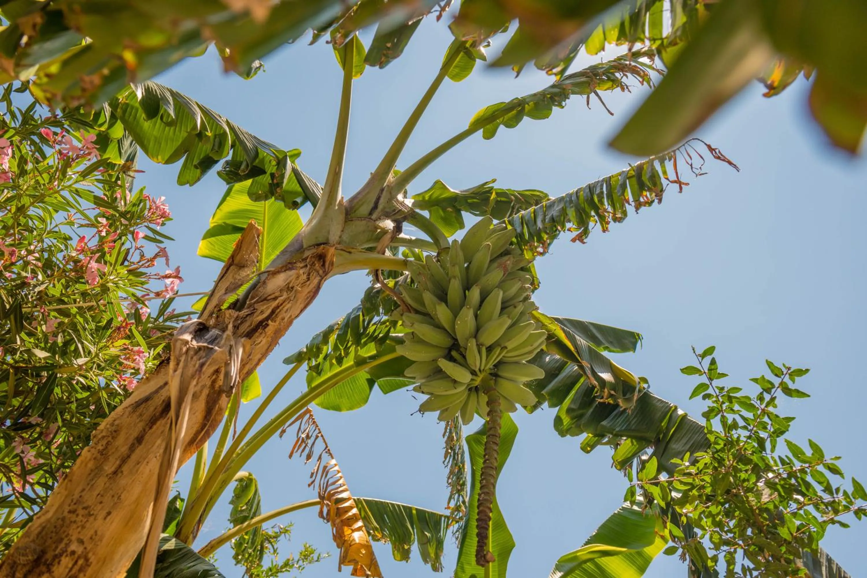 B&B Sa domo de sos Massaios