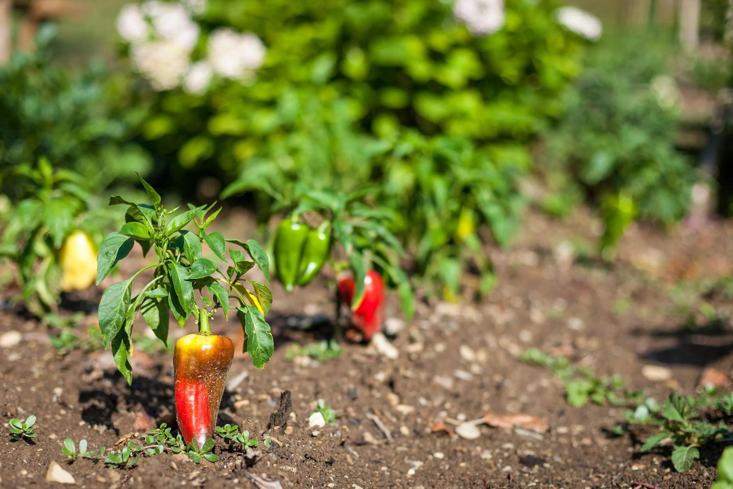 Garden in Tourist Farm Zelinc