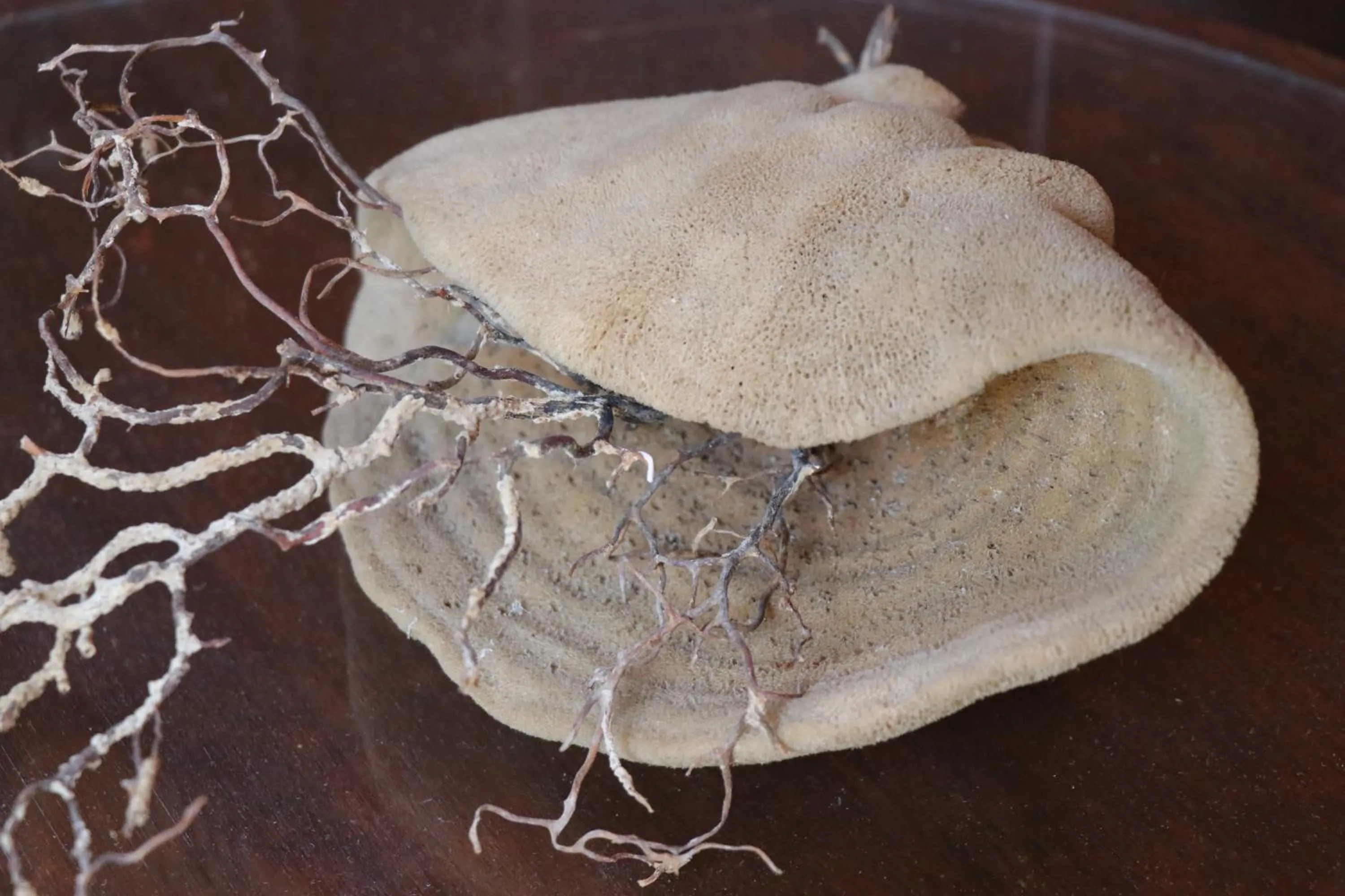 Decorative detail in Grace Hotel & Studios