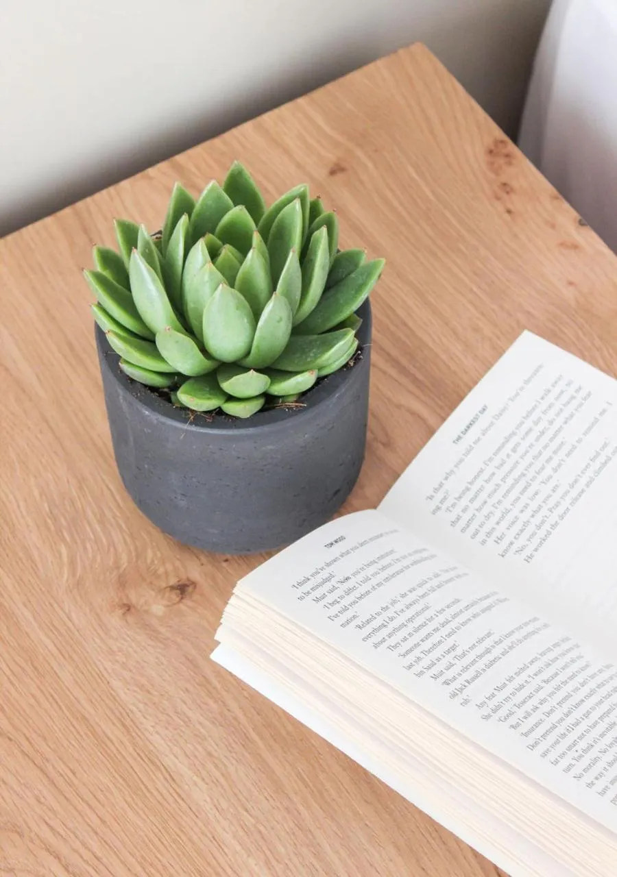 Decorative detail in Mykonos Cactus