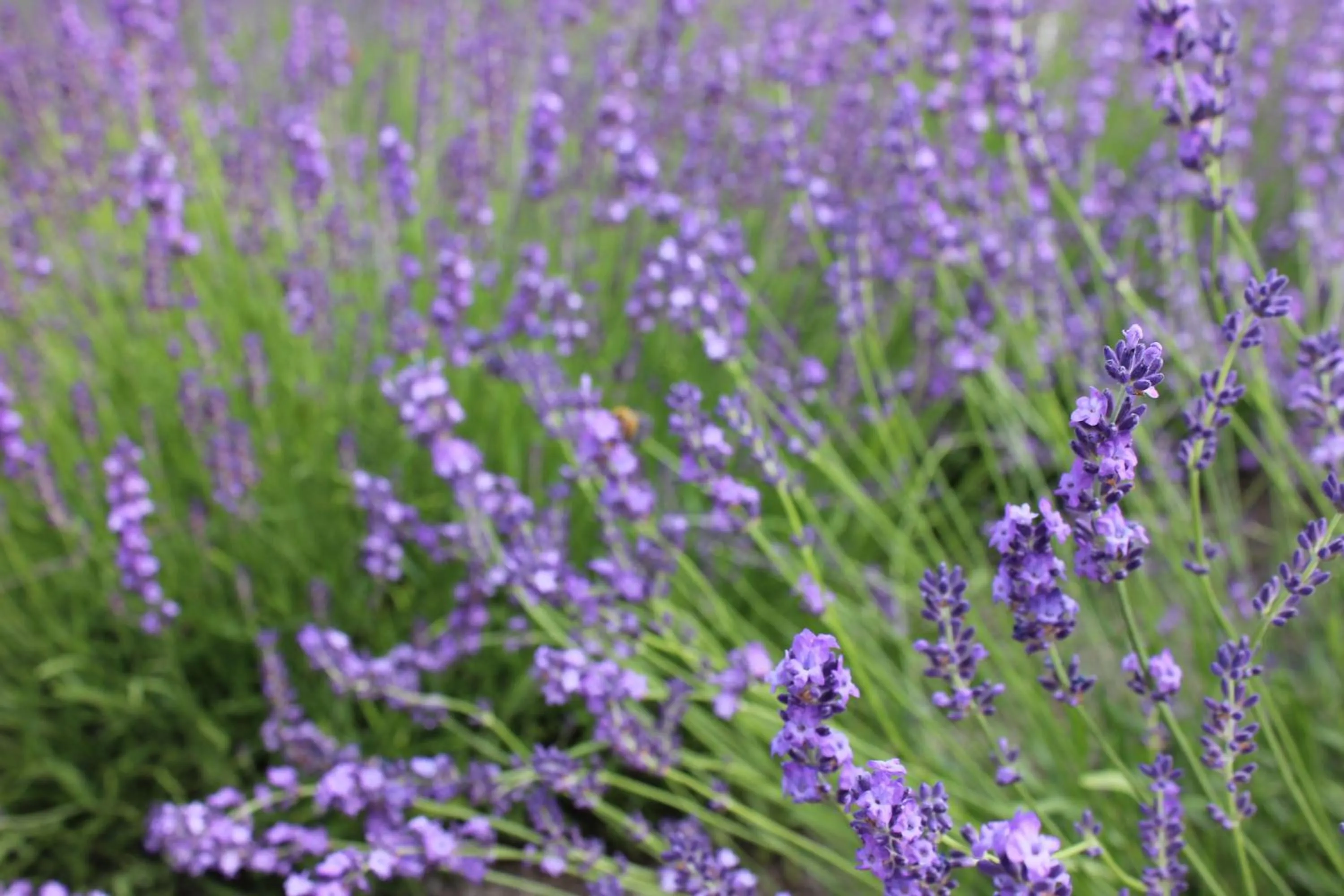 Other in Ururun Kawaguchiko