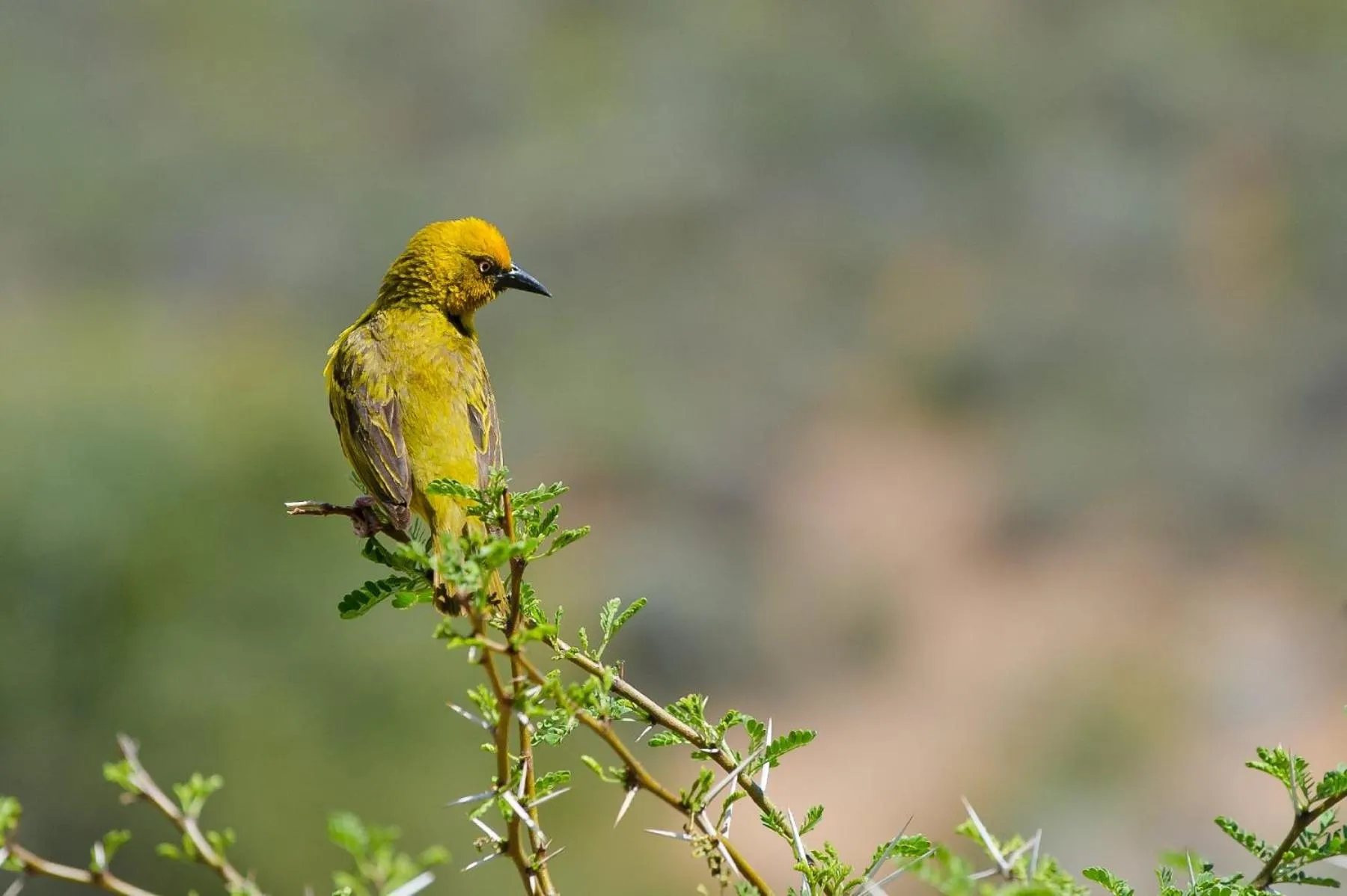 Animals in African Game Lodge