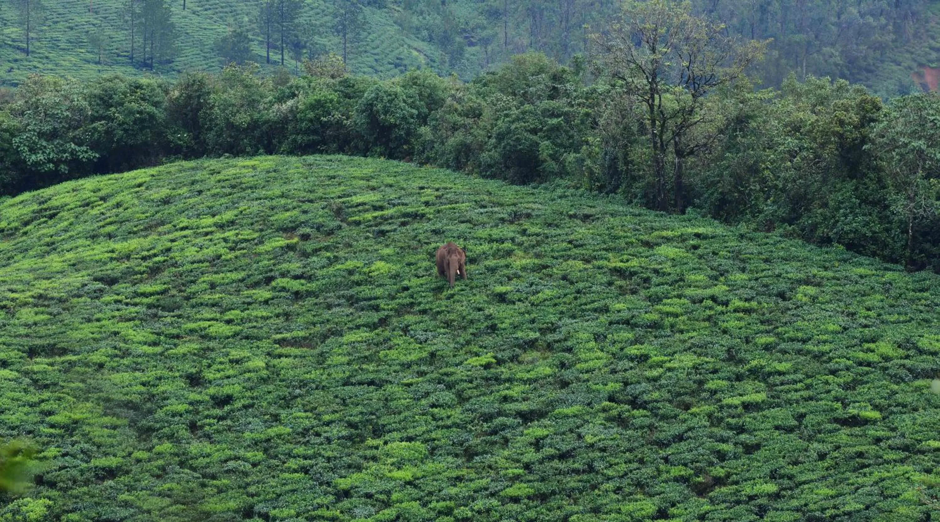 Natural landscape in Camelot Resort