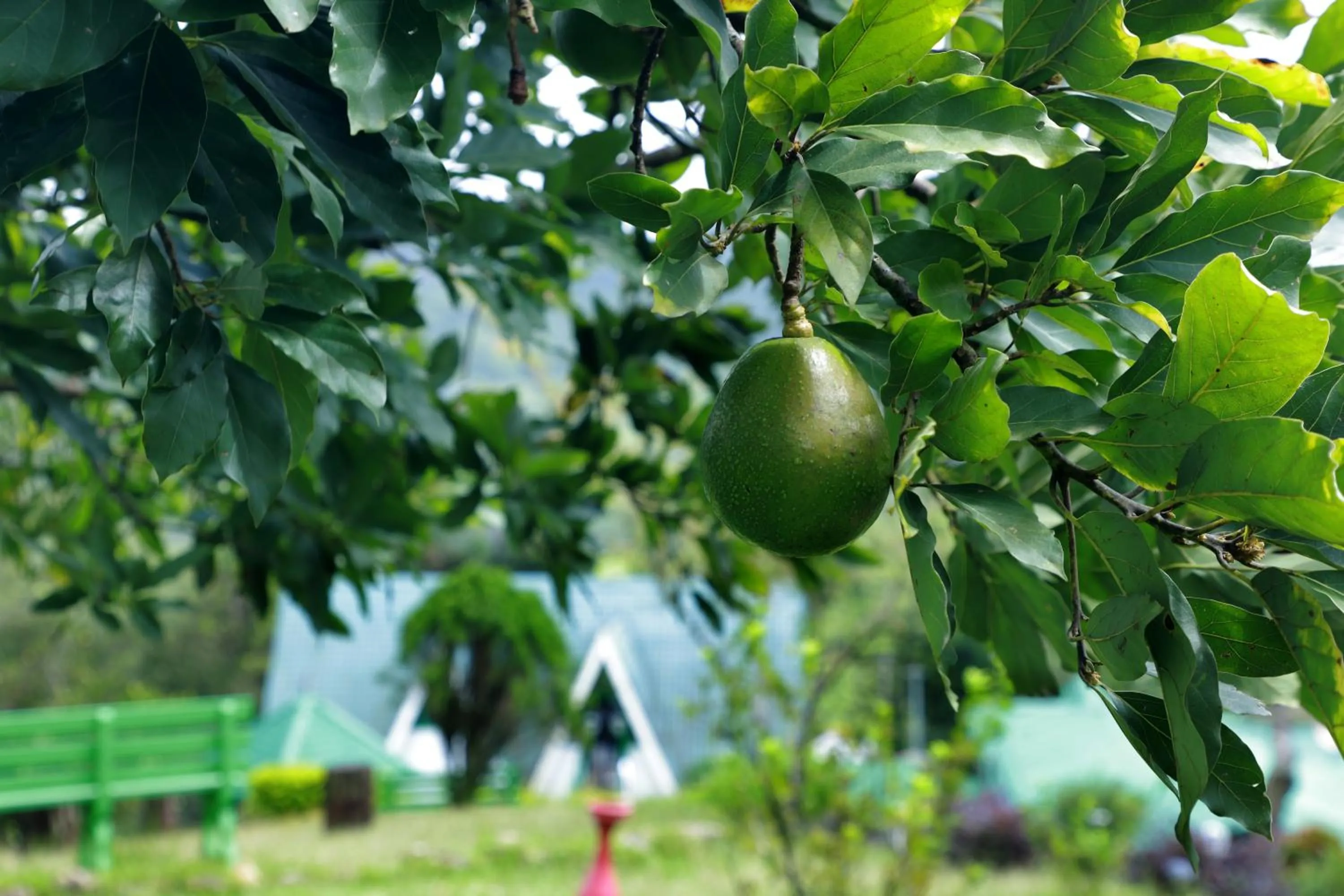 View (from property/room) in Camelot Resort