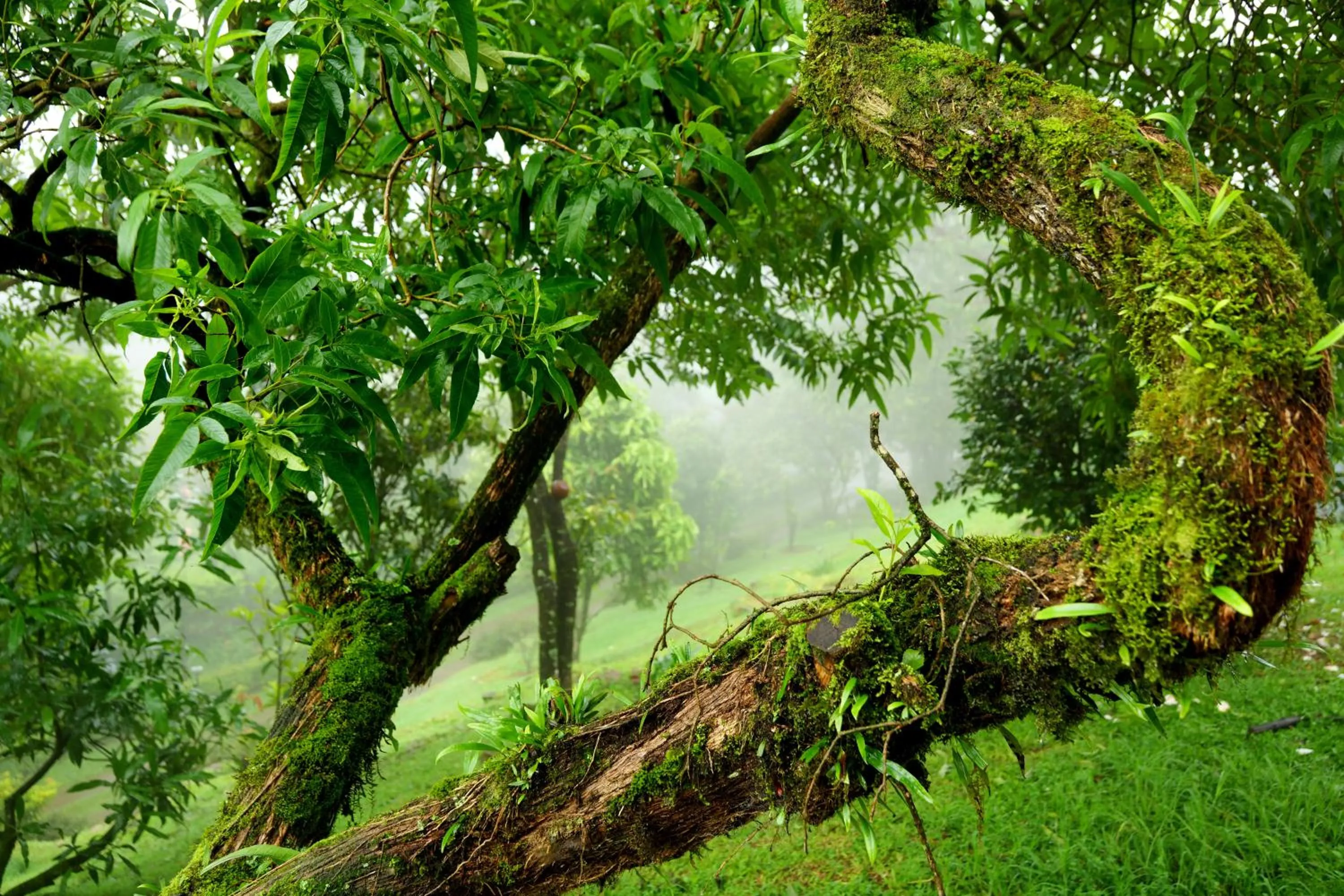 View (from property/room) in Camelot Resort
