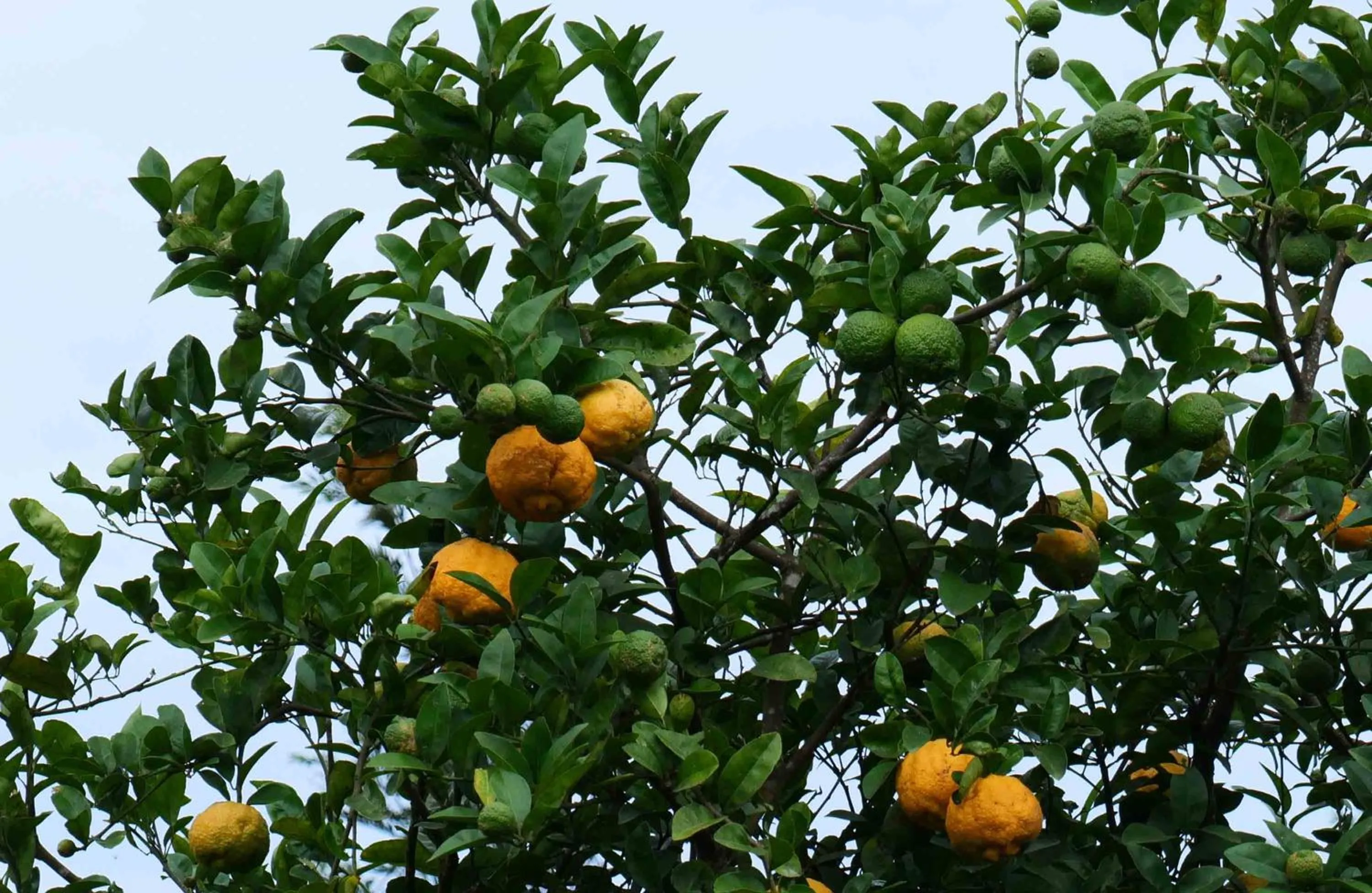 Food in Camelot Resort