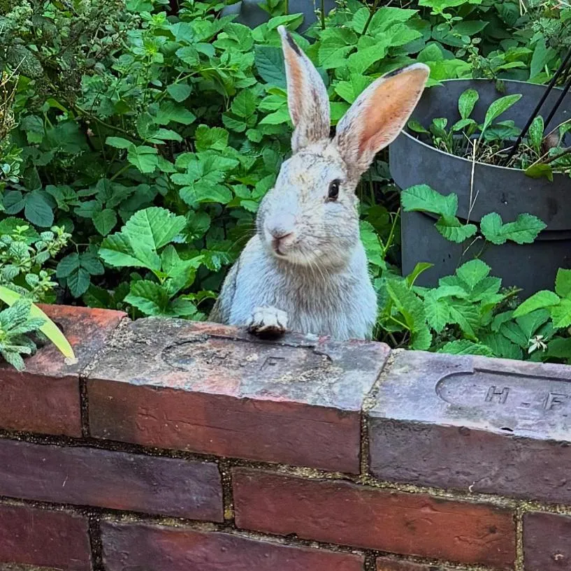 Garden in Aggarthi Bed and Breakfast