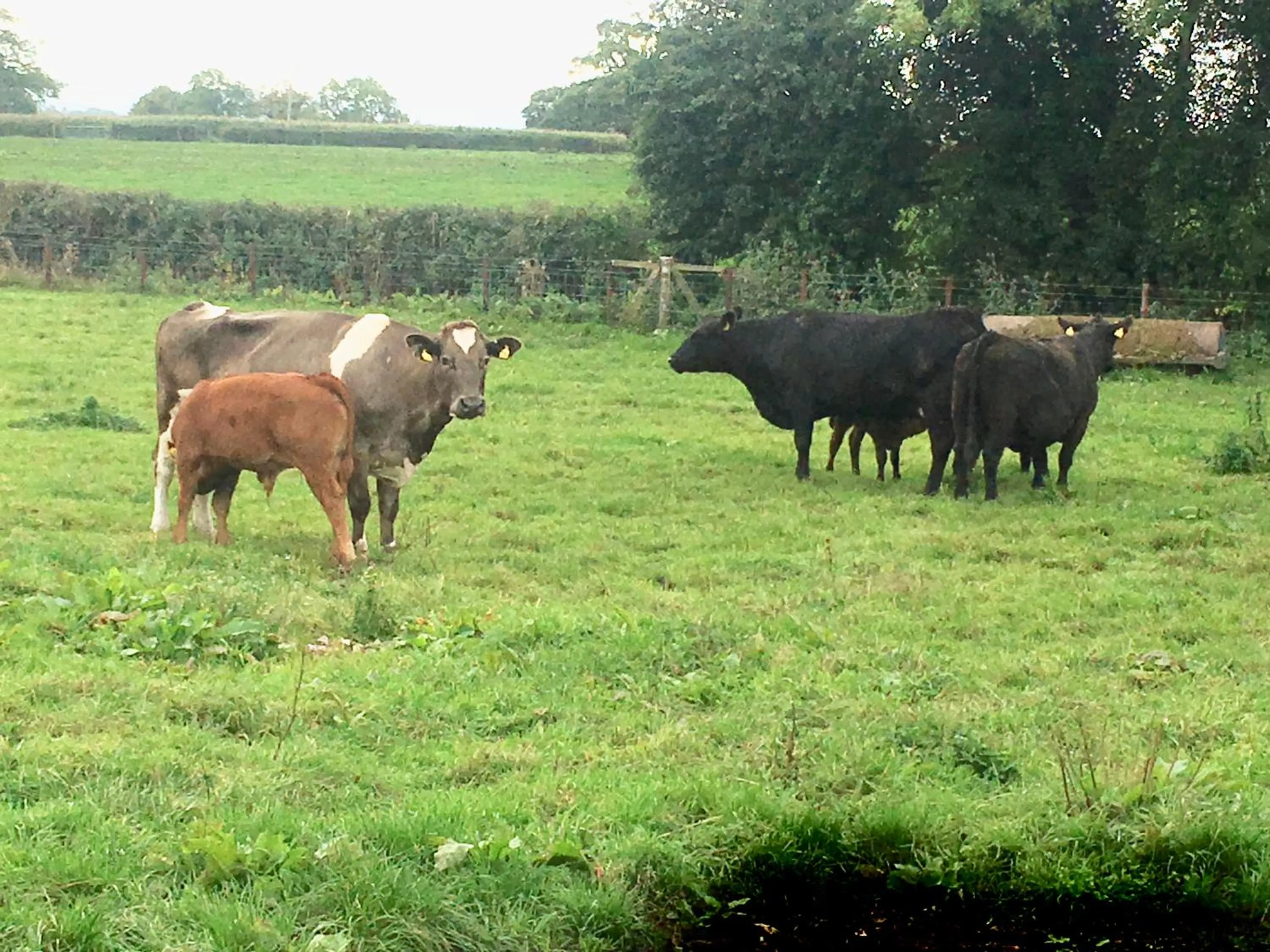 Animals in Norbin Farm