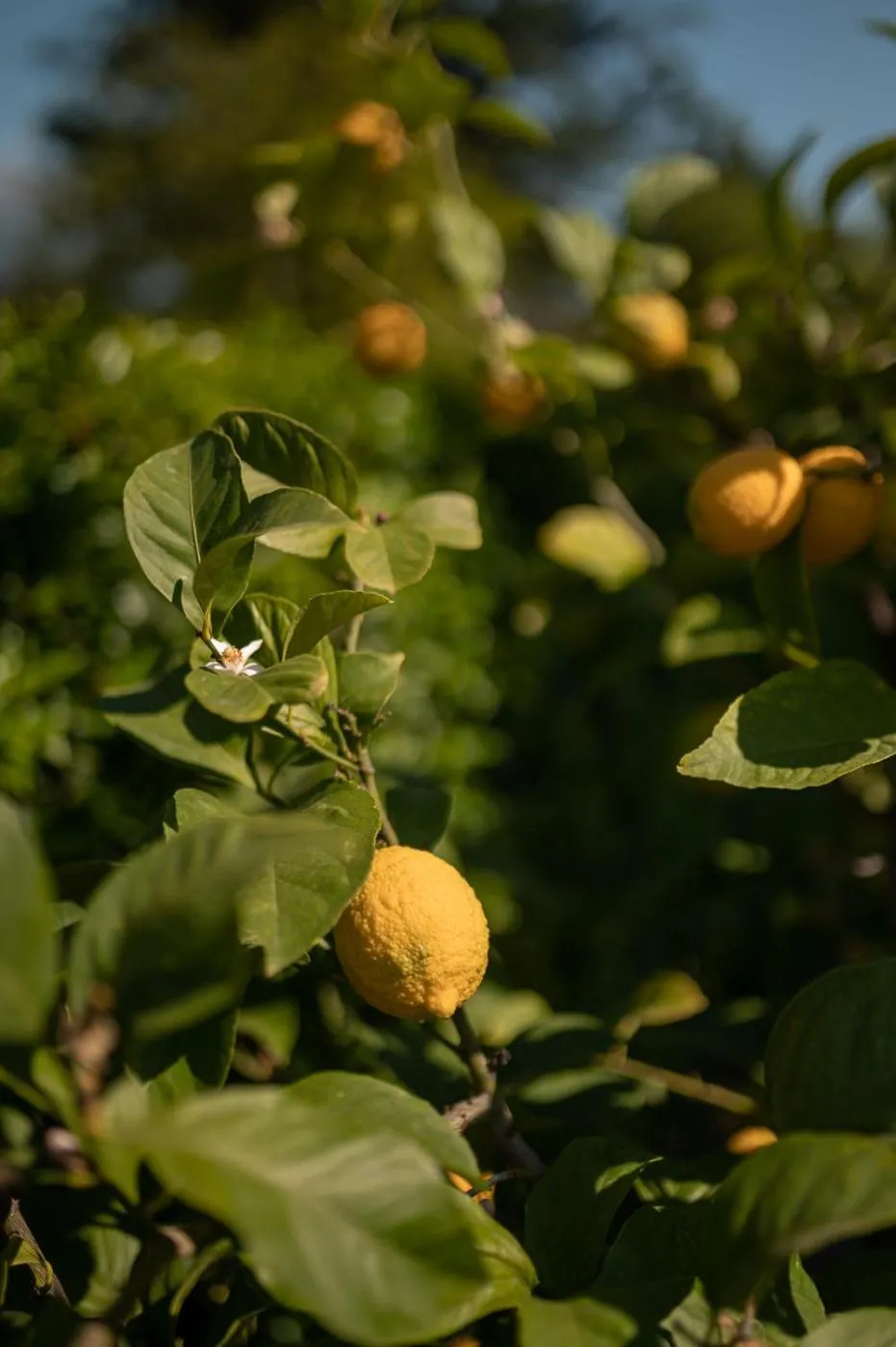 Garden in Hotel Salgart