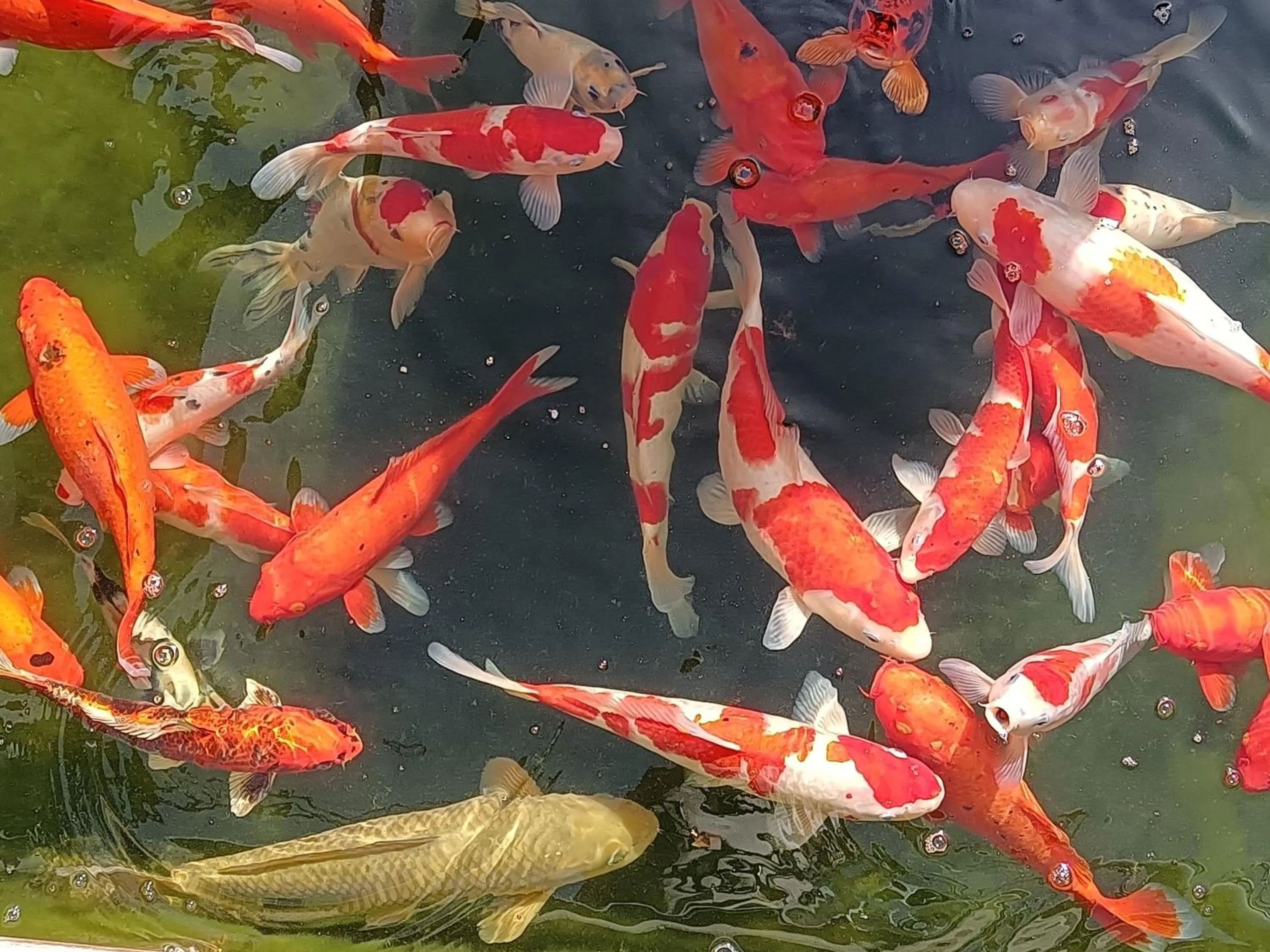 Animals in Vangen Hotel