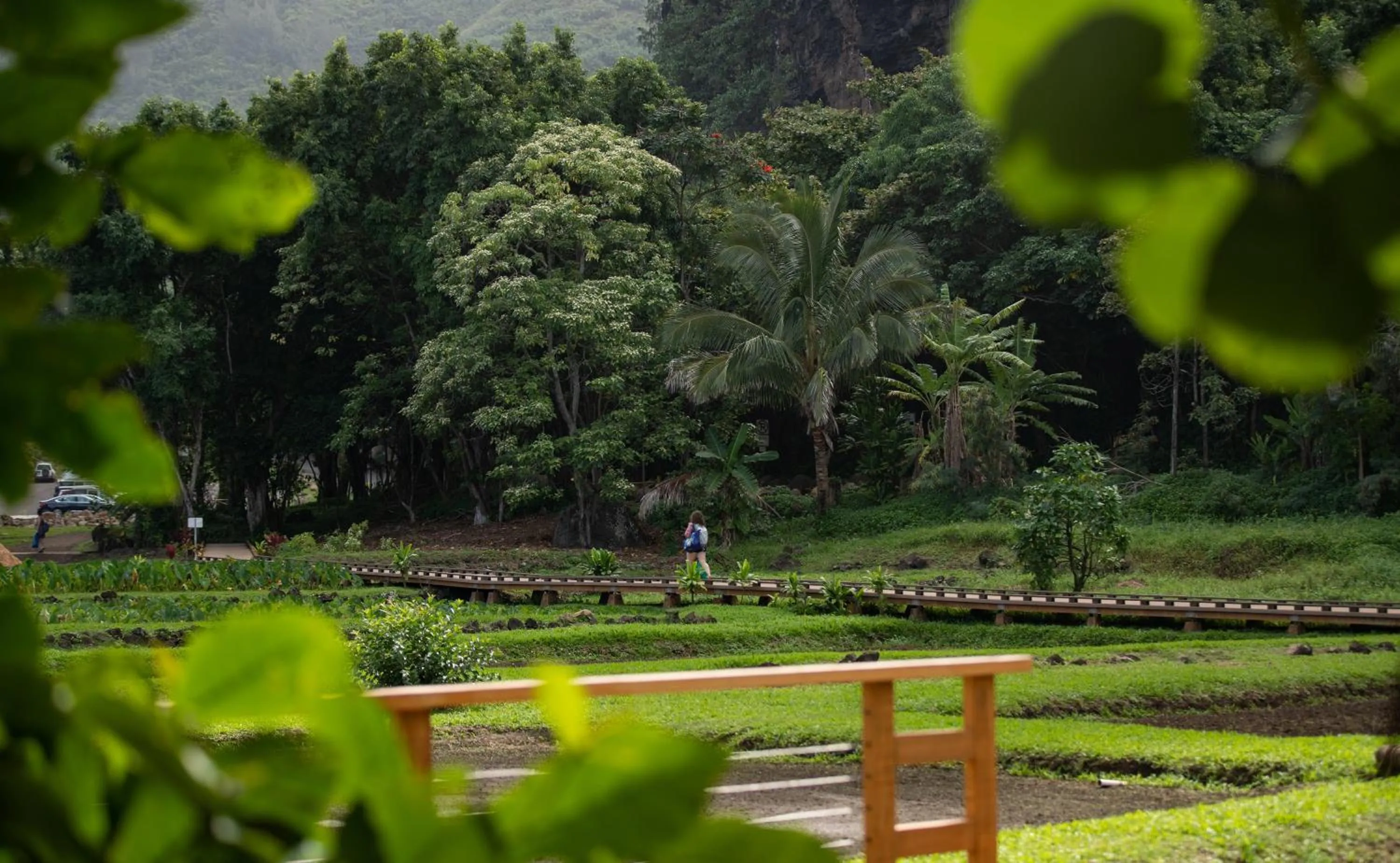 Garden in Hanalei Colony Resort