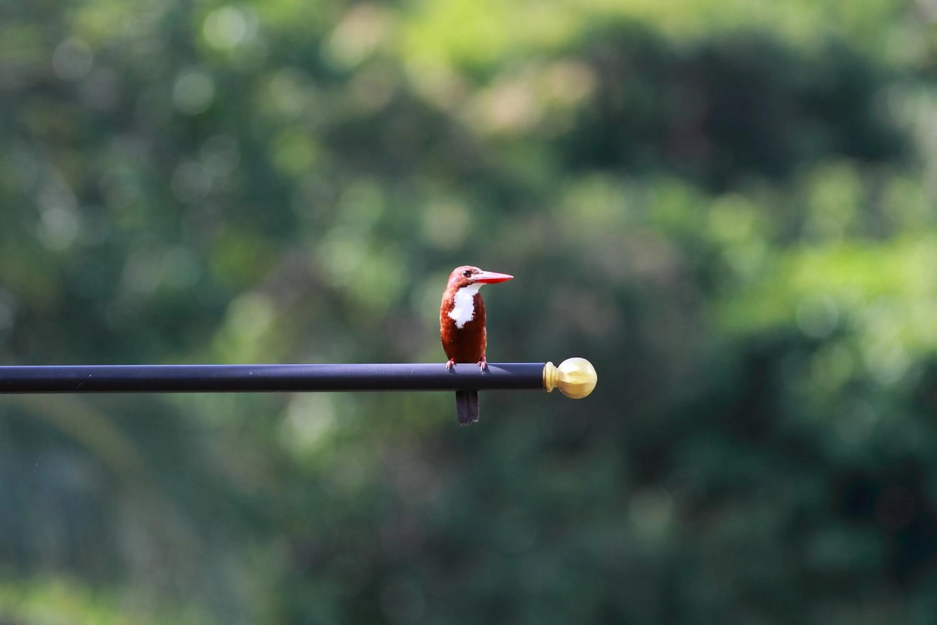 Natural landscape in Ambong Rainforest Retreat