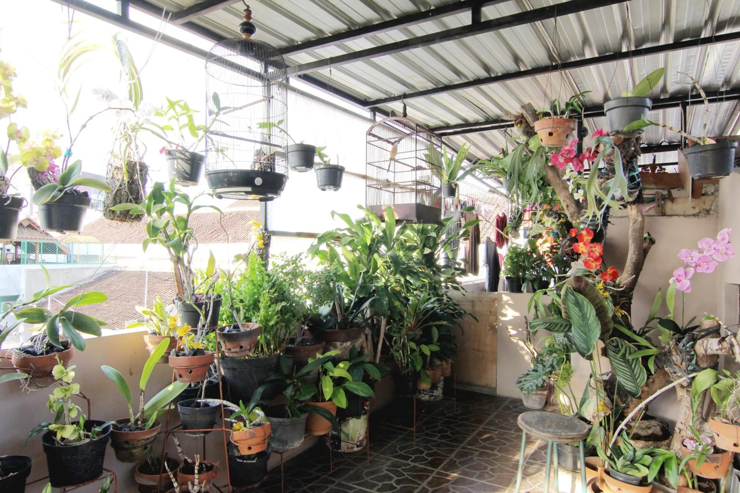 Garden in Wanderlust Homestay