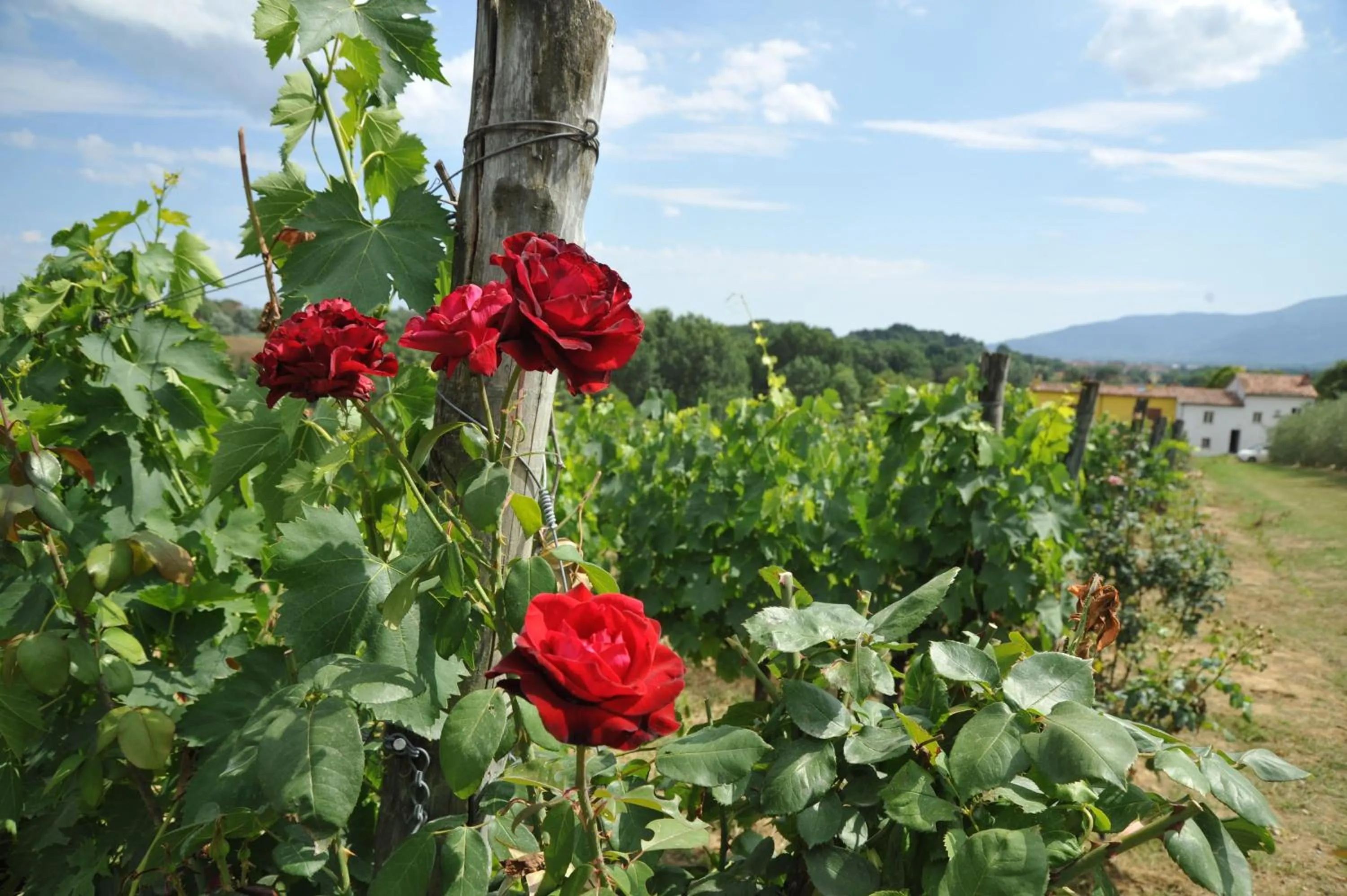 Spring in Agriturismo Corte Benedetto