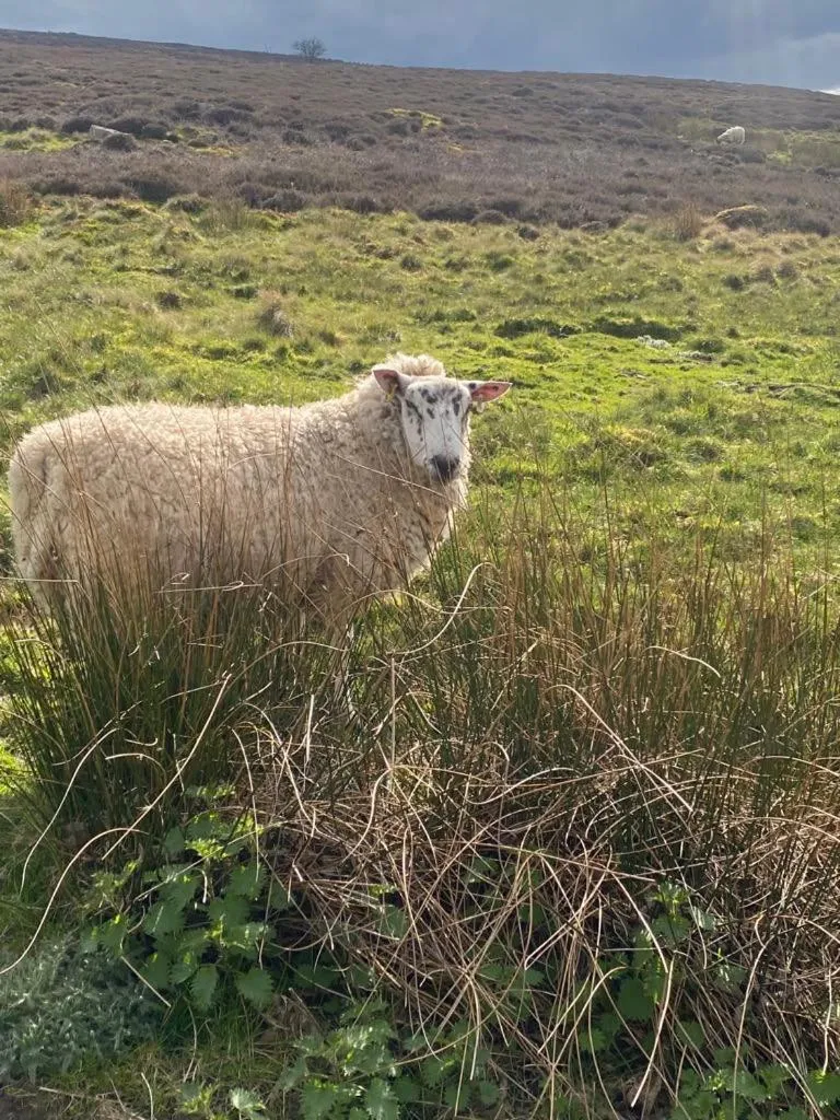 Spring in The Bridge Inn