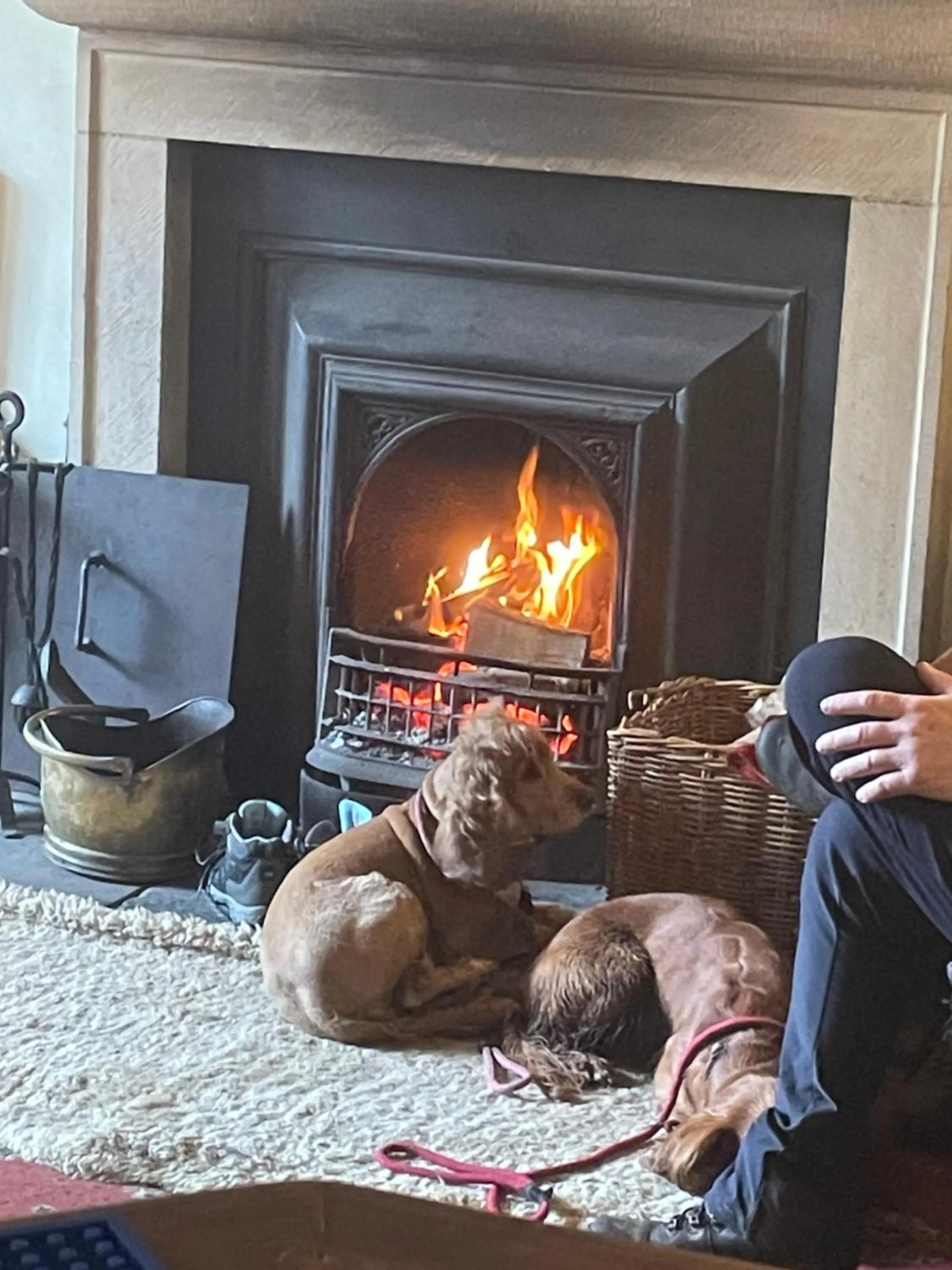 Pets in The Bridge Inn