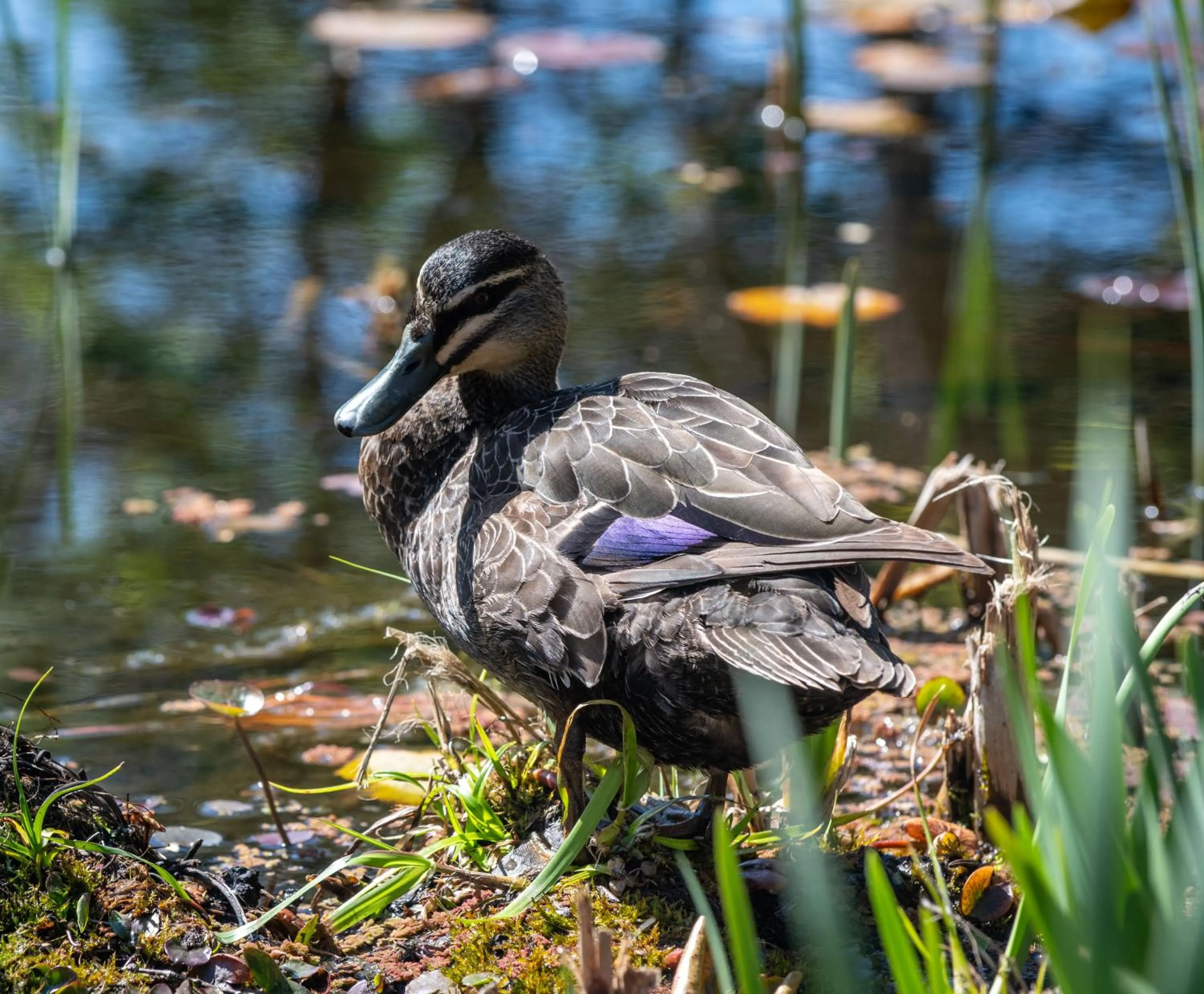 Animals in Islington Hotel